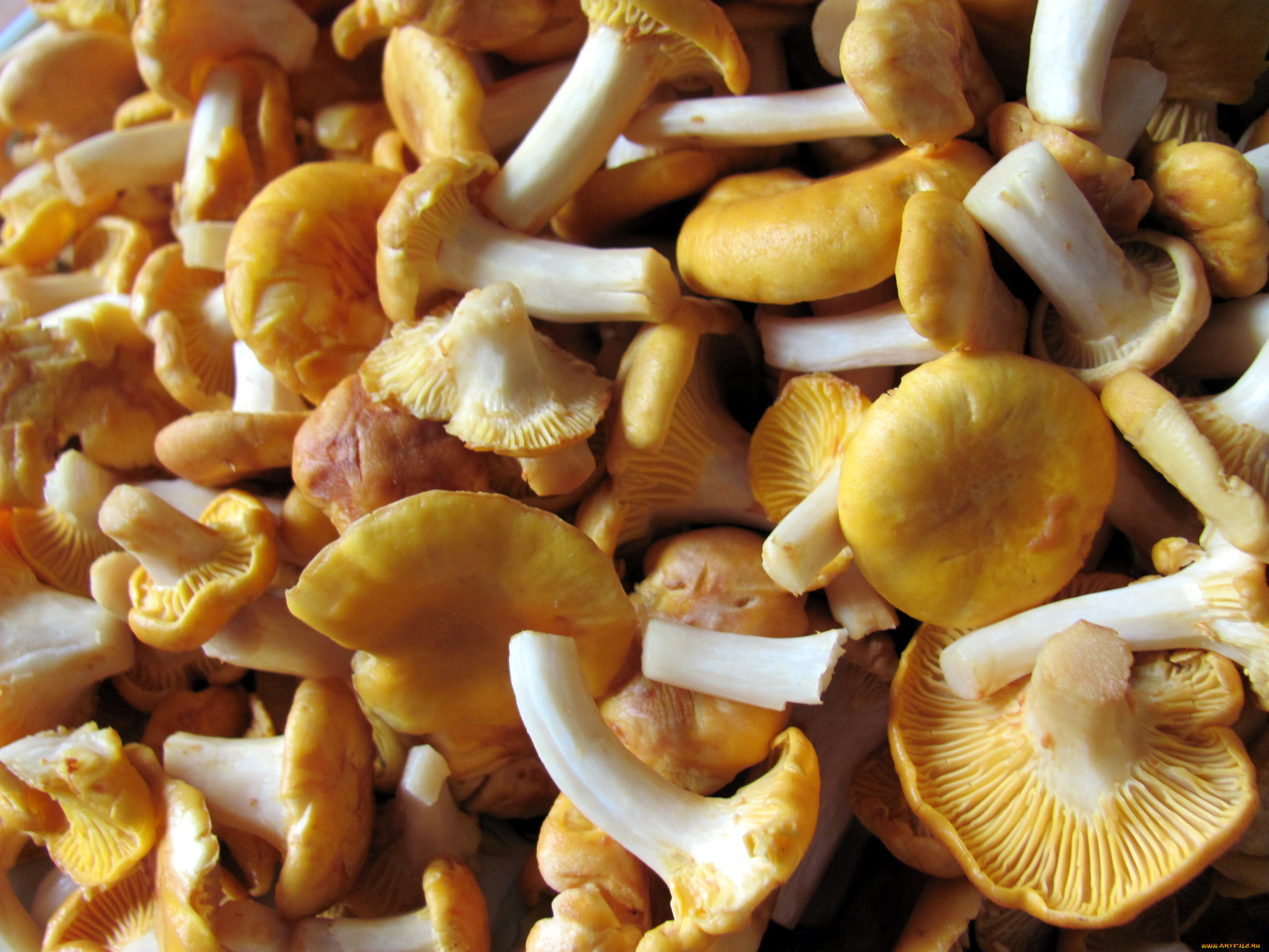 еда, грибы, , грибные, блюда, лисички