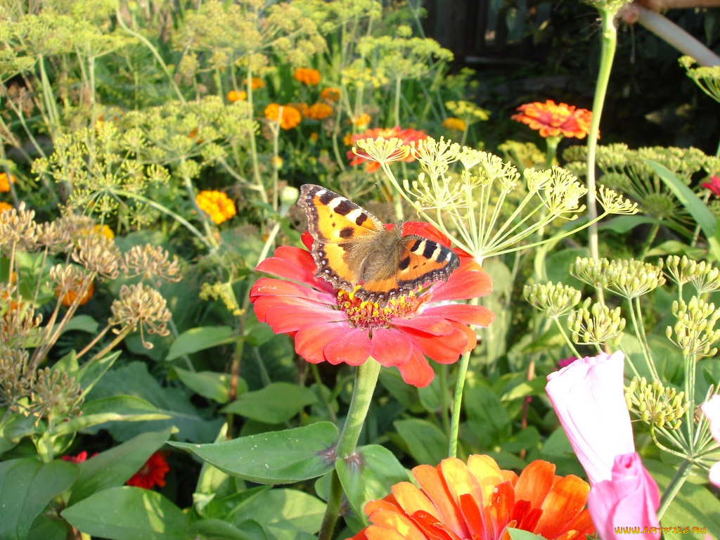 цветы, цинния