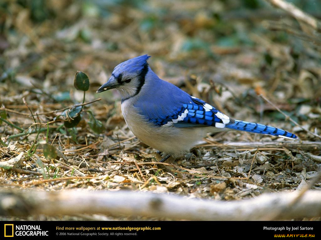 животные, сойки