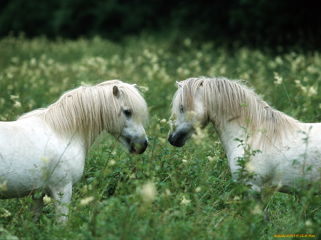 животные, лошади
