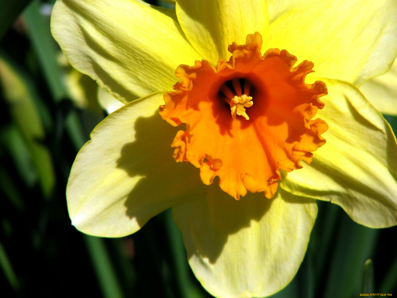 цветы, нарциссы