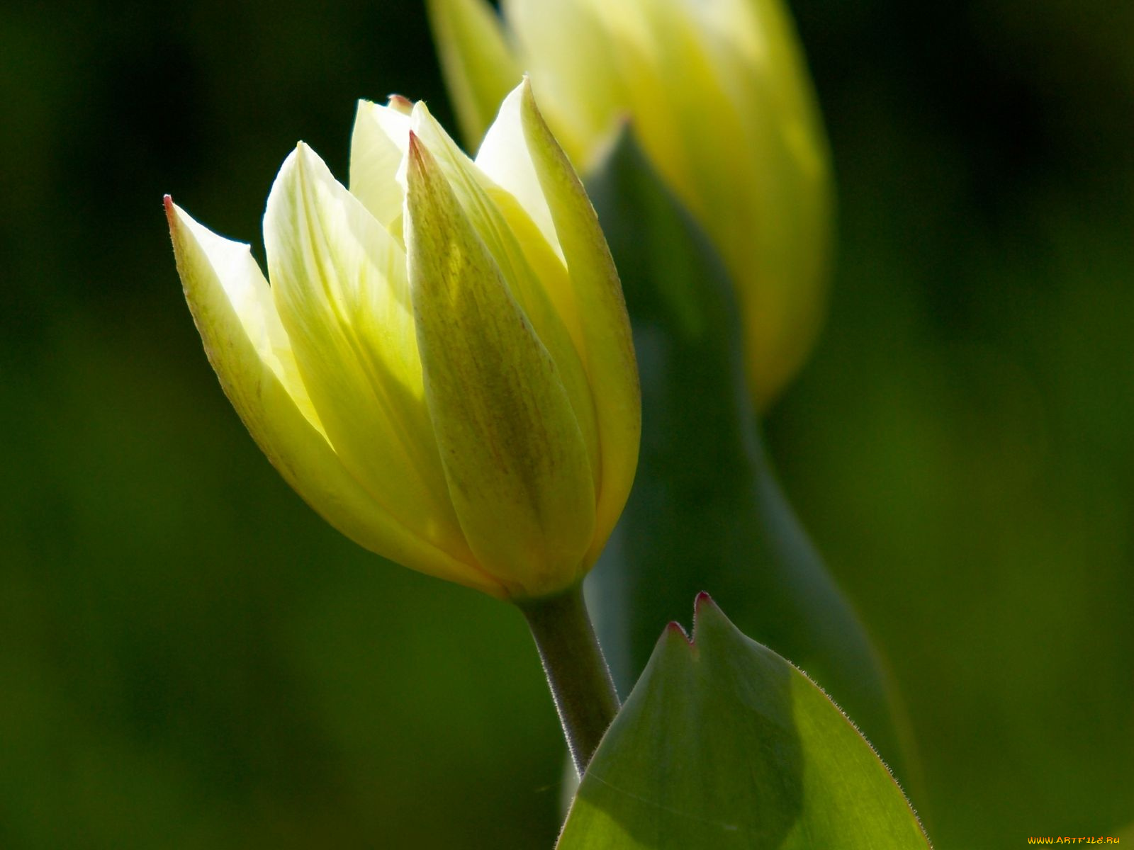 цветы, тюльпаны