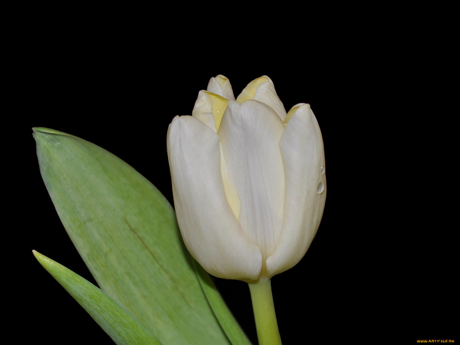 цветы, тюльпаны