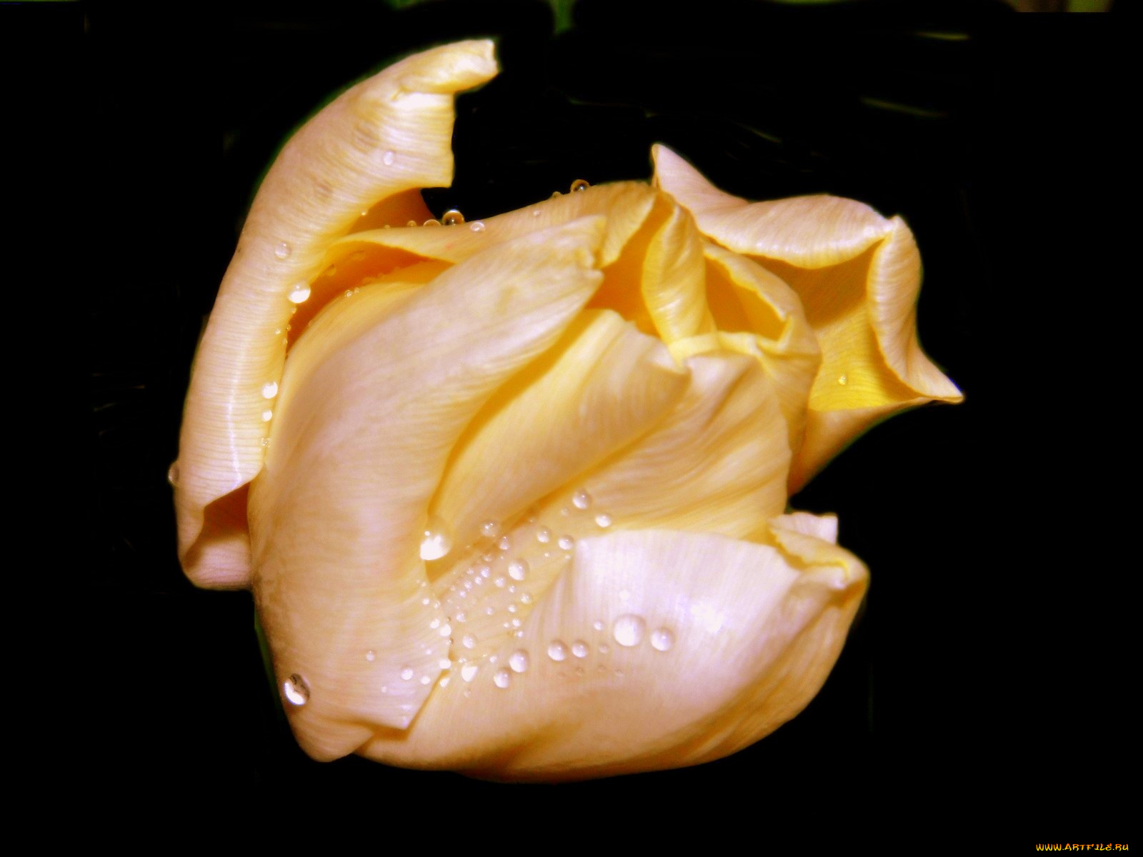 цветы, тюльпаны