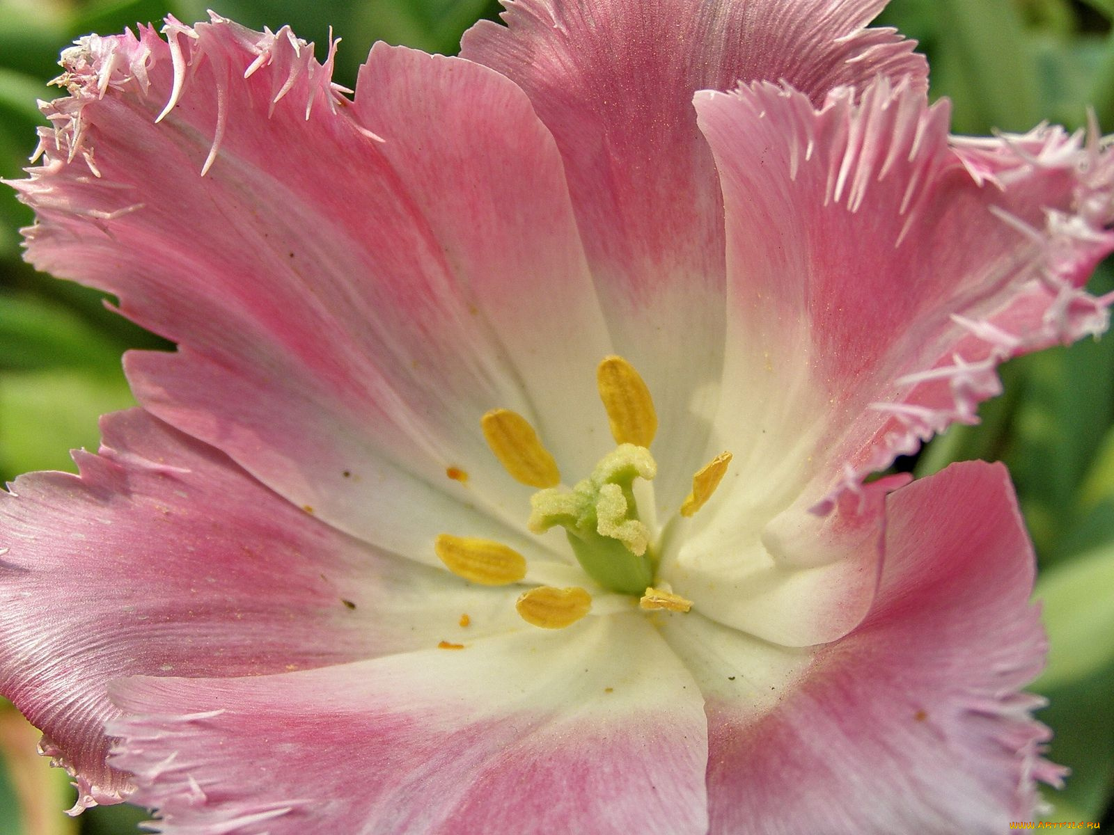 цветы, тюльпаны