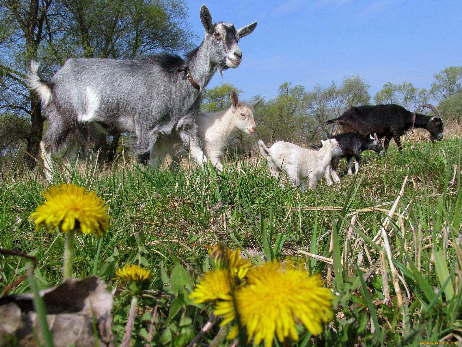 животные, козы