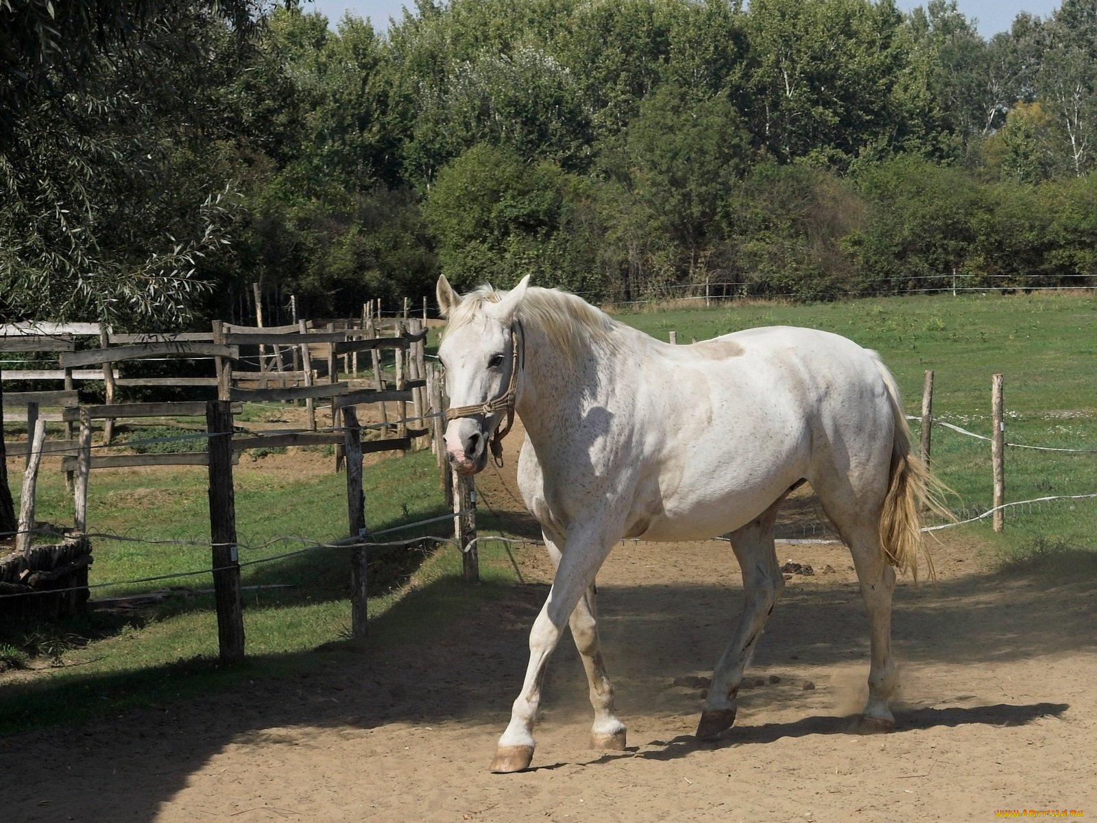 животные, лошади