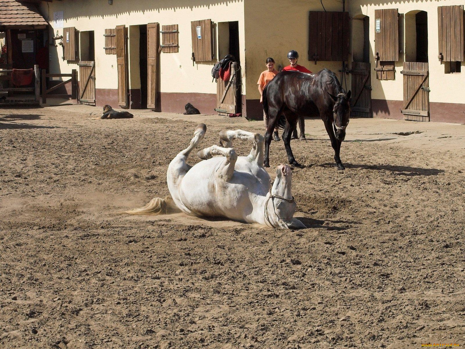 животные, лошади