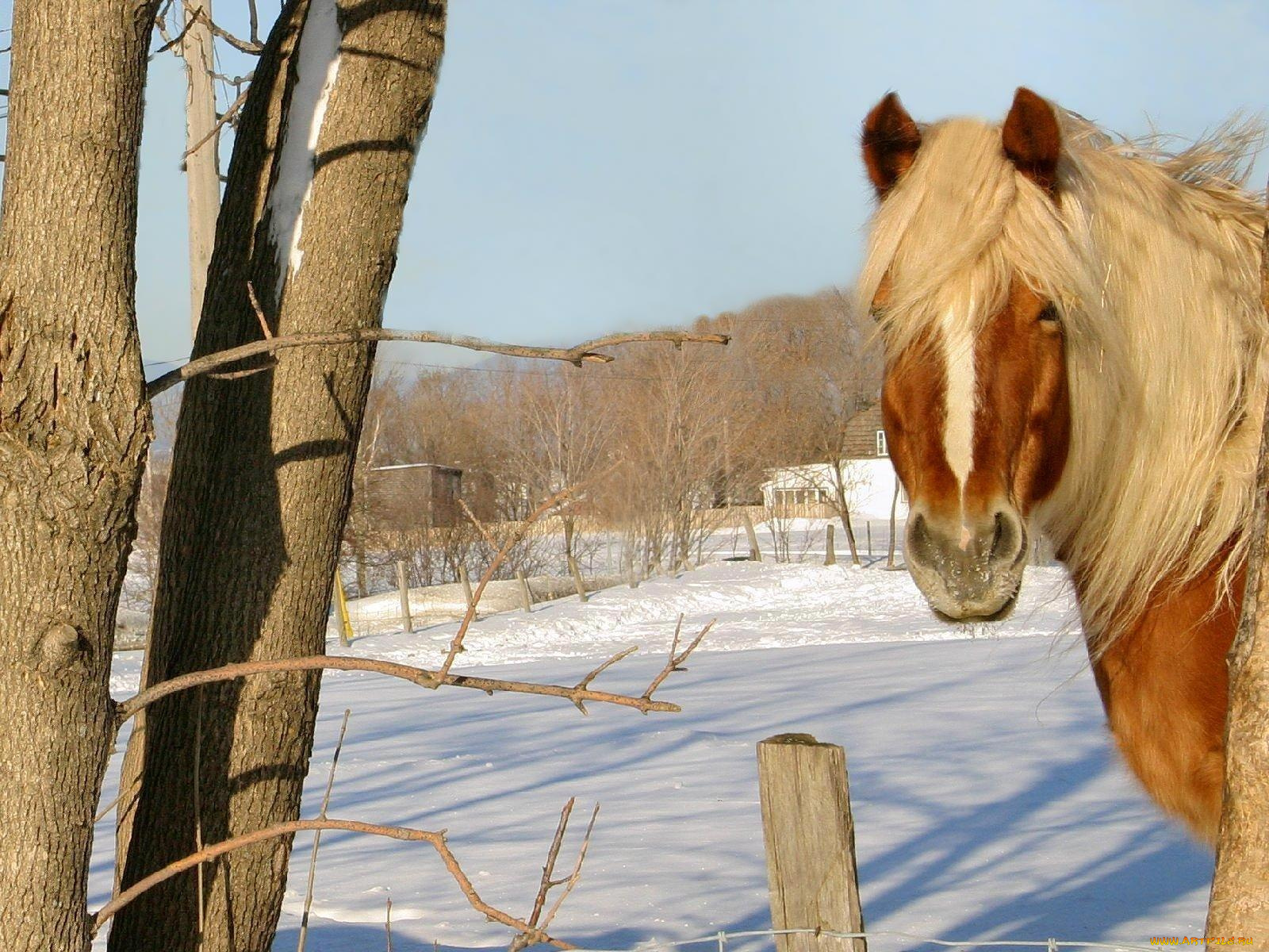 животные, лошади
