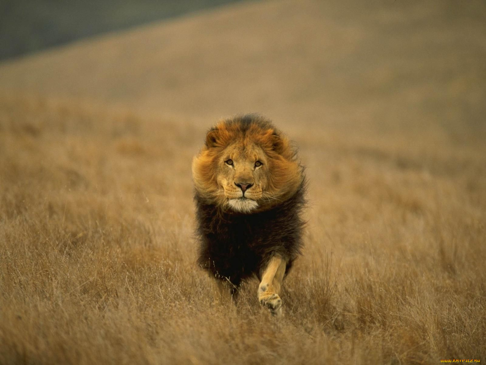 животные, львы