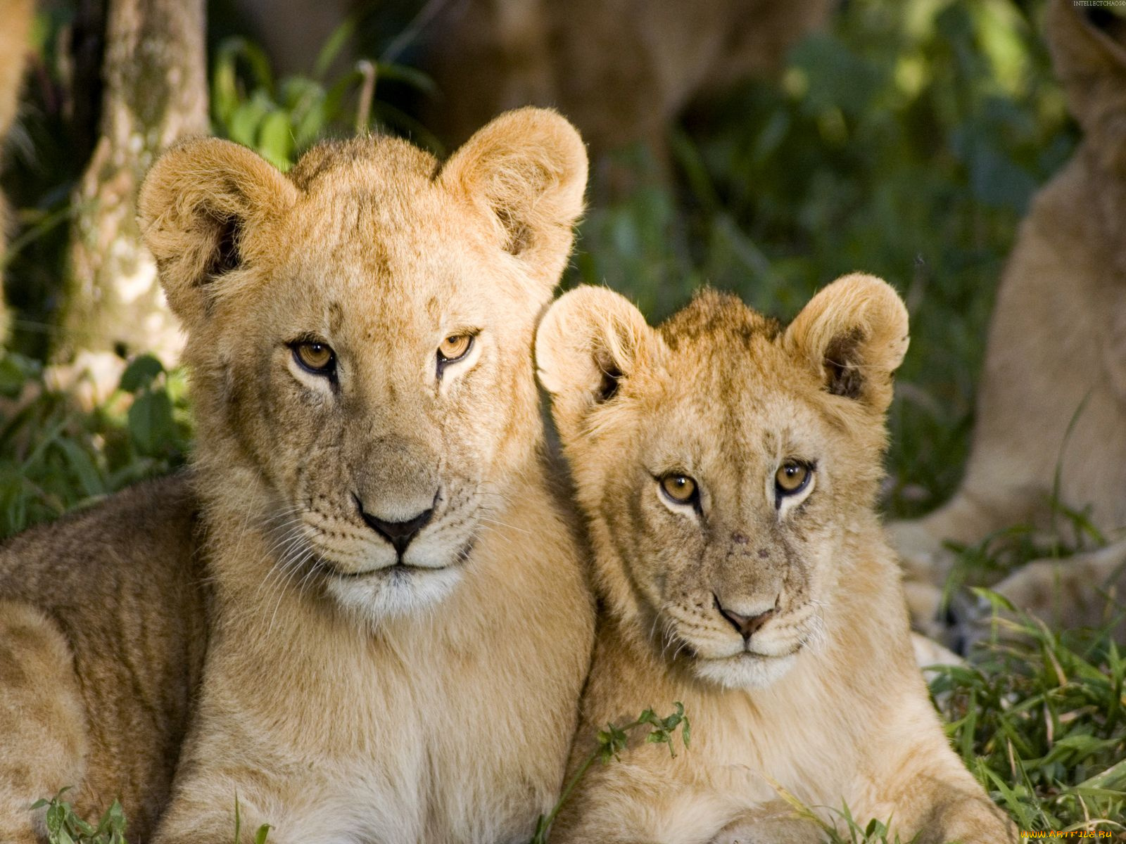 животные, львы