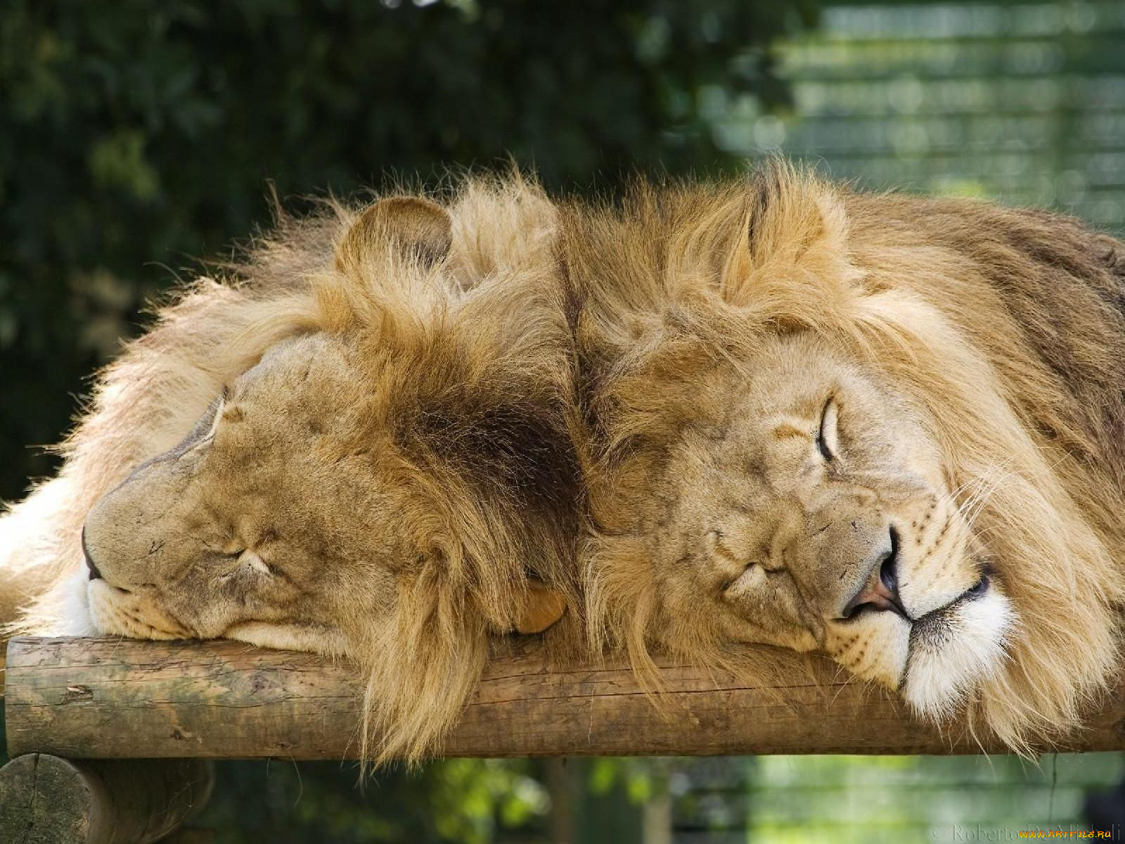 животные, львы