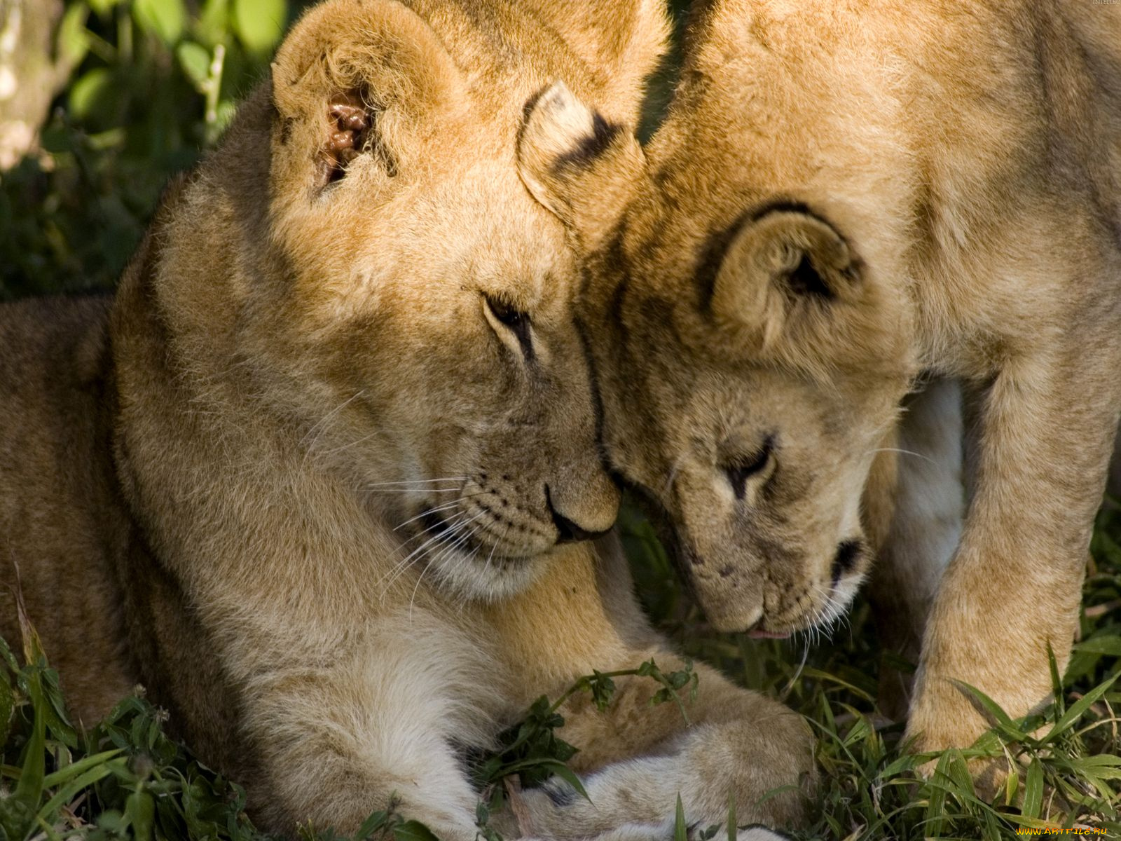животные, львы