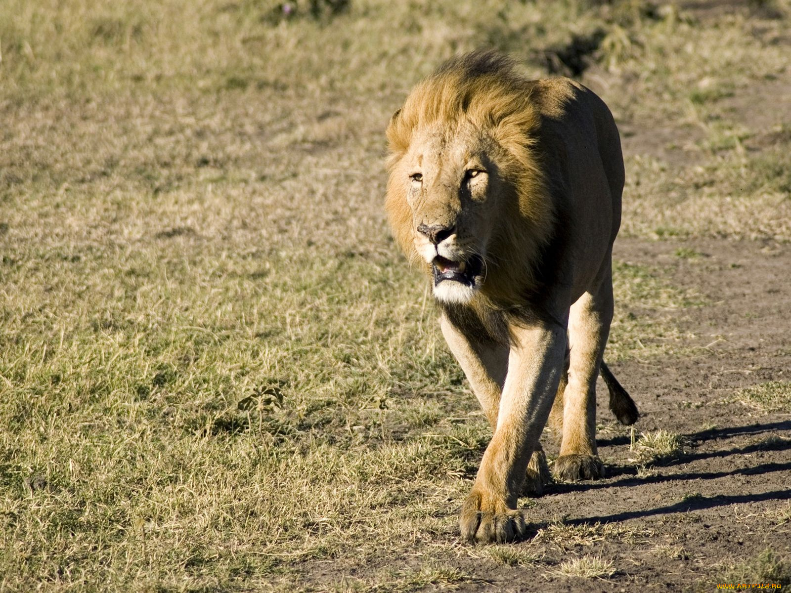 животные, львы