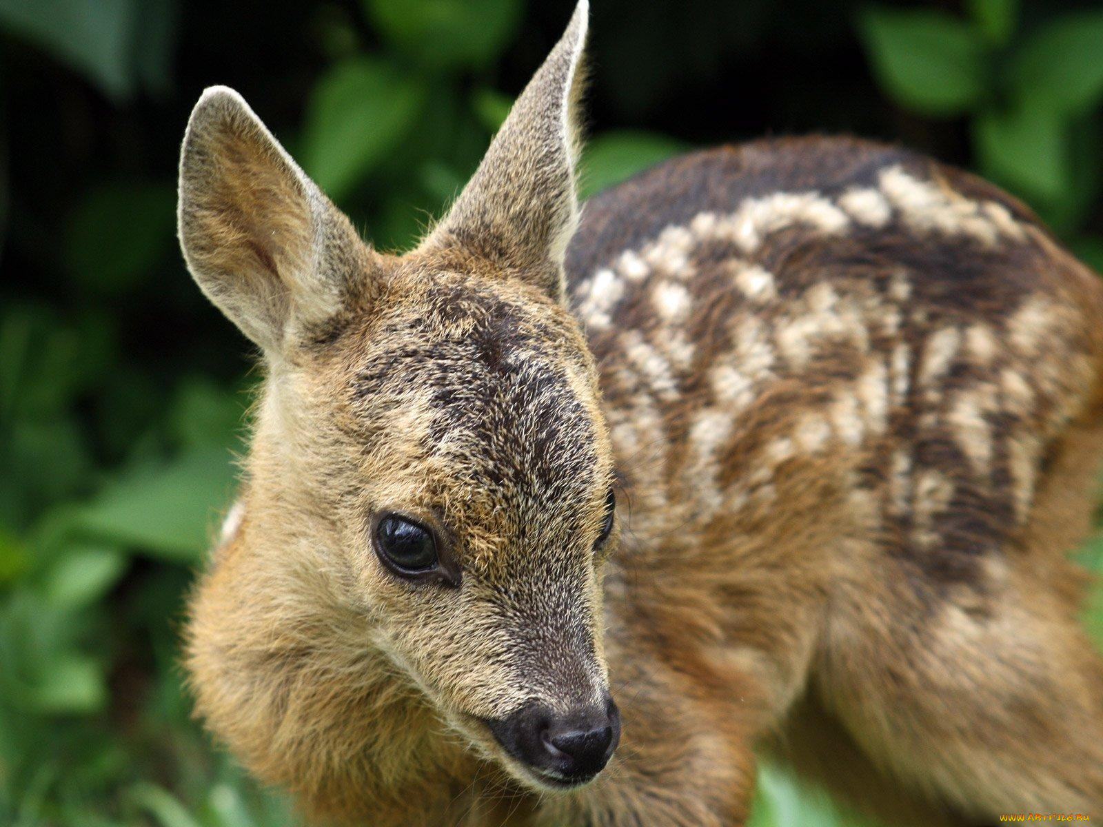 животные, олени