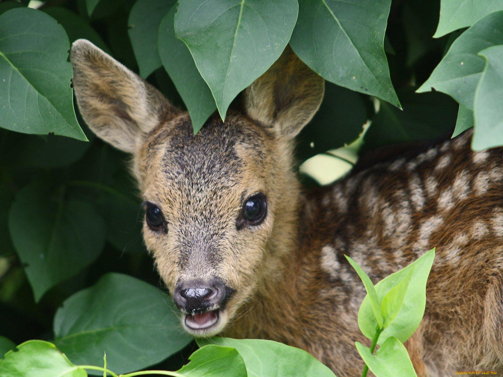 животные, олени