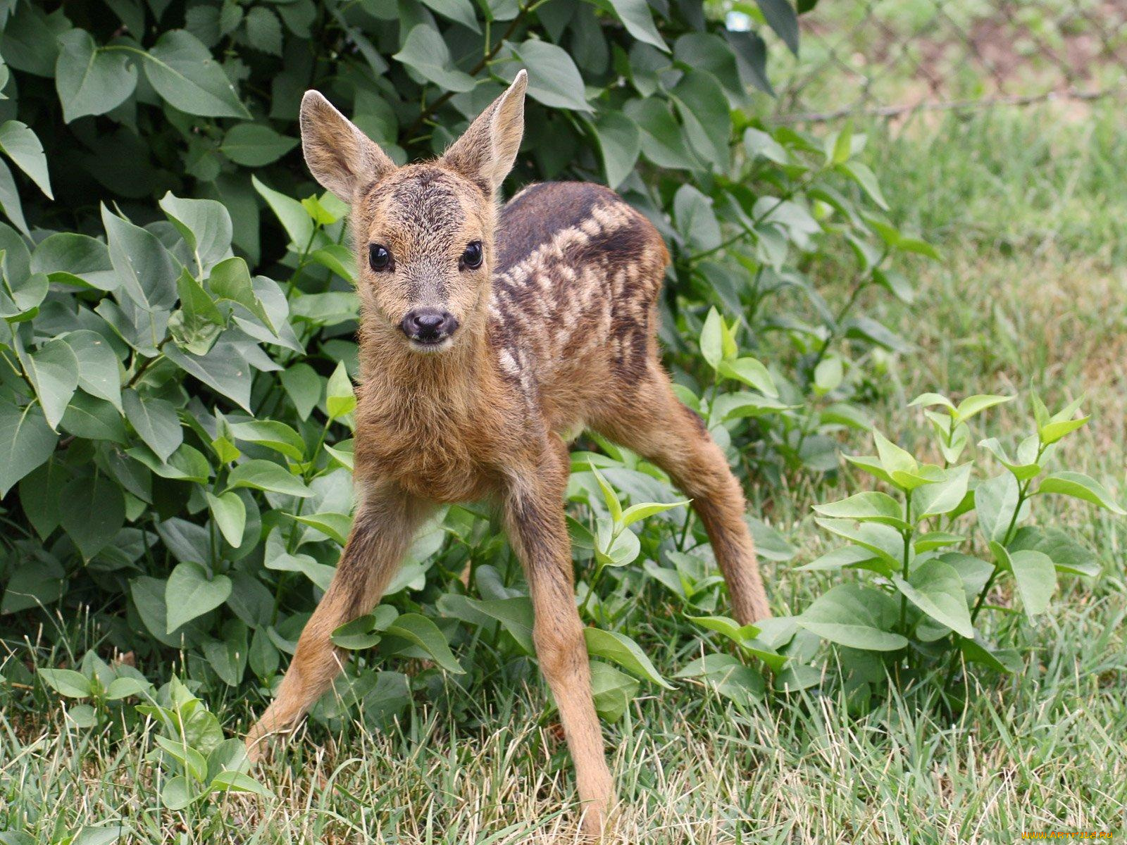 животные, олени