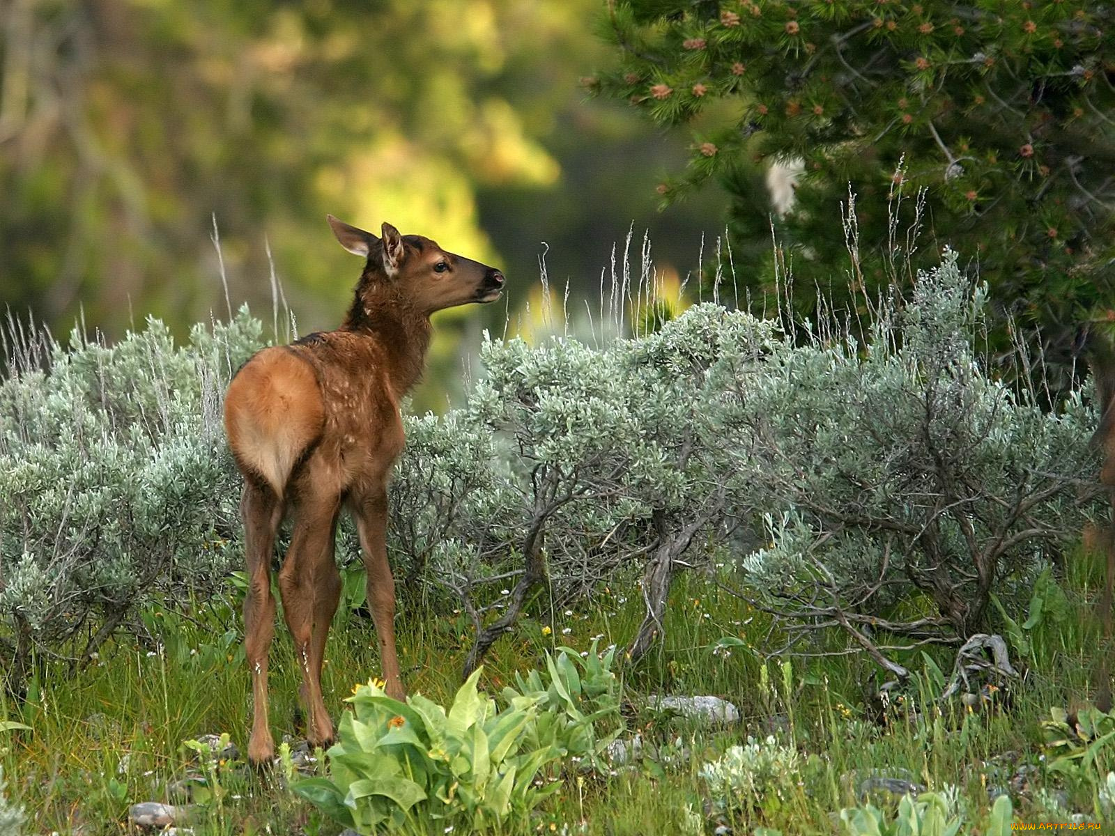 животные, олени