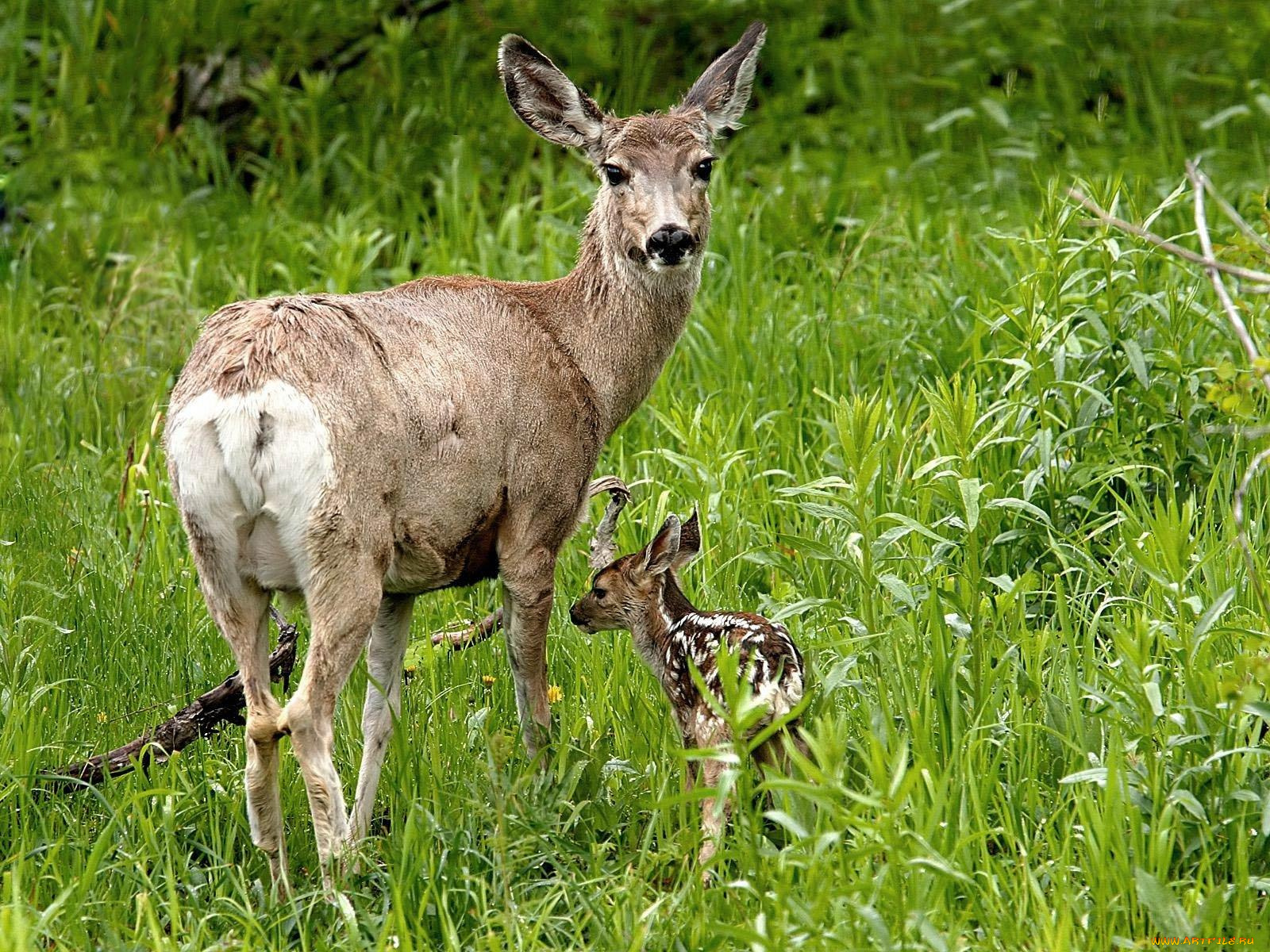 животные, олени