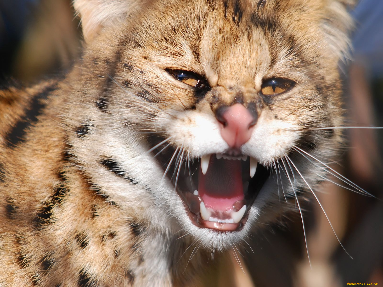 животные, сервалы