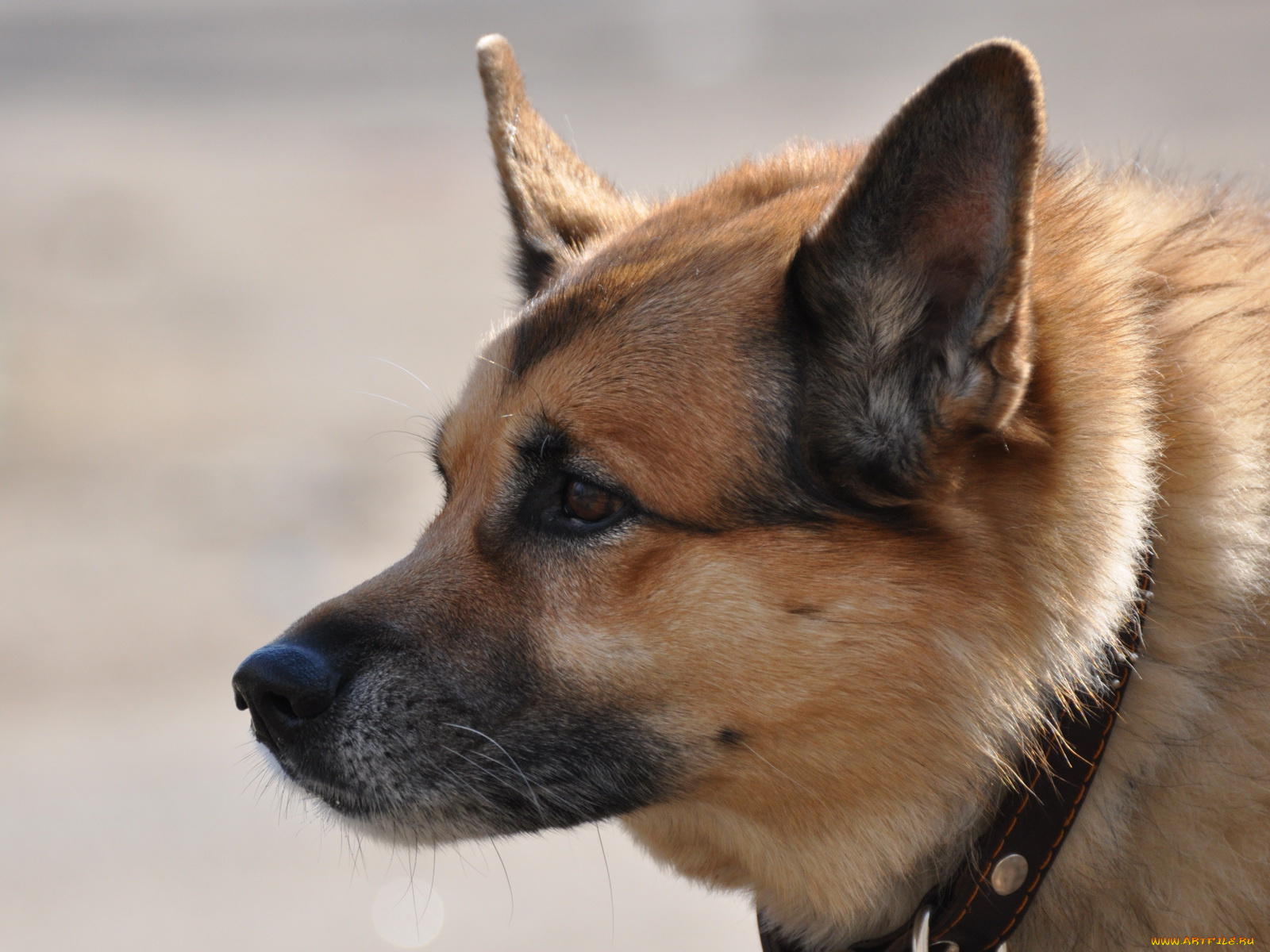 животные, собаки