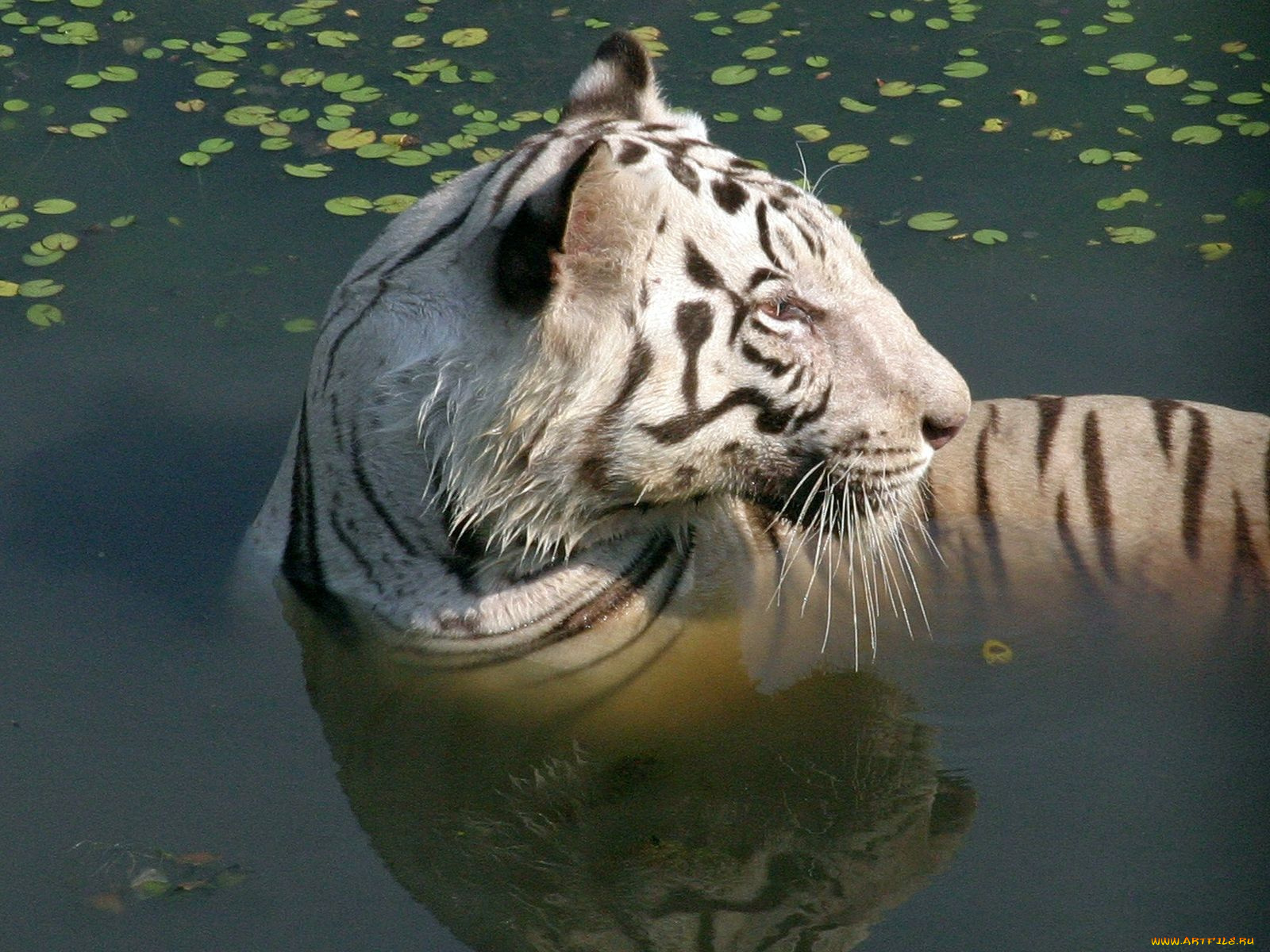 животные, тигры