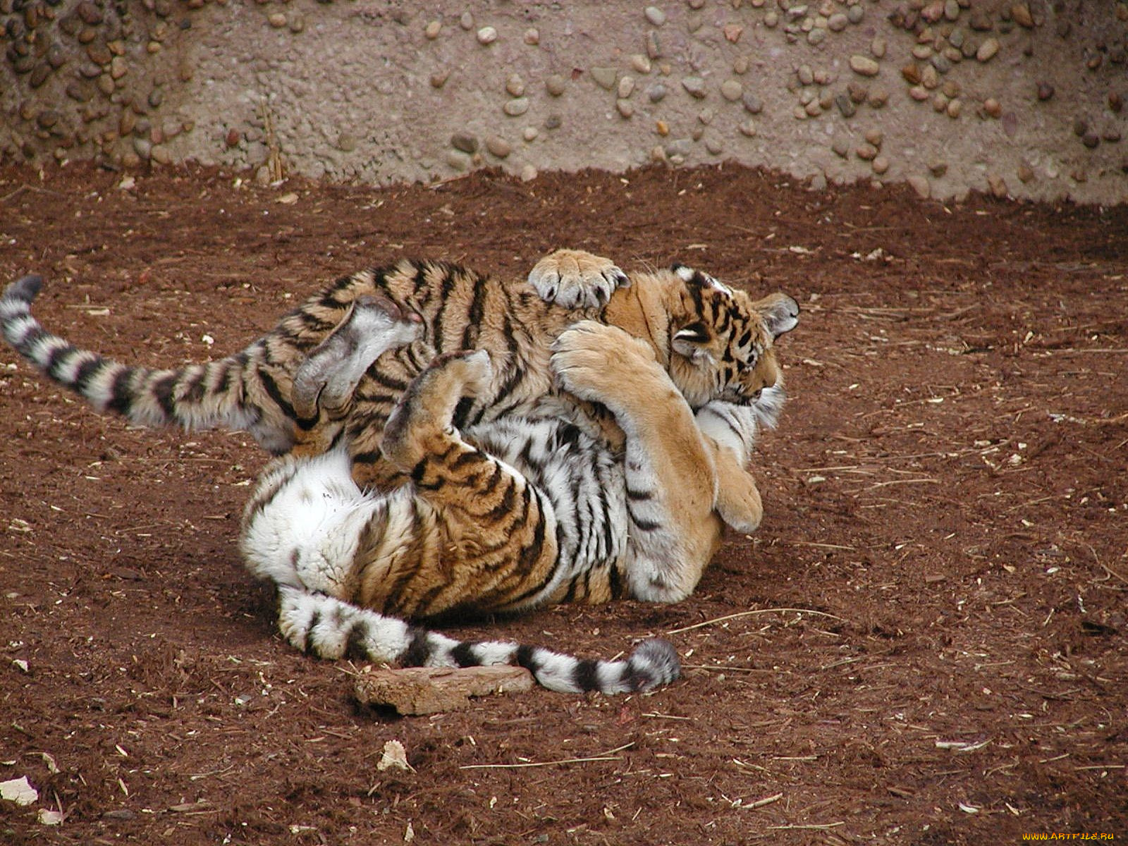 животные, тигры