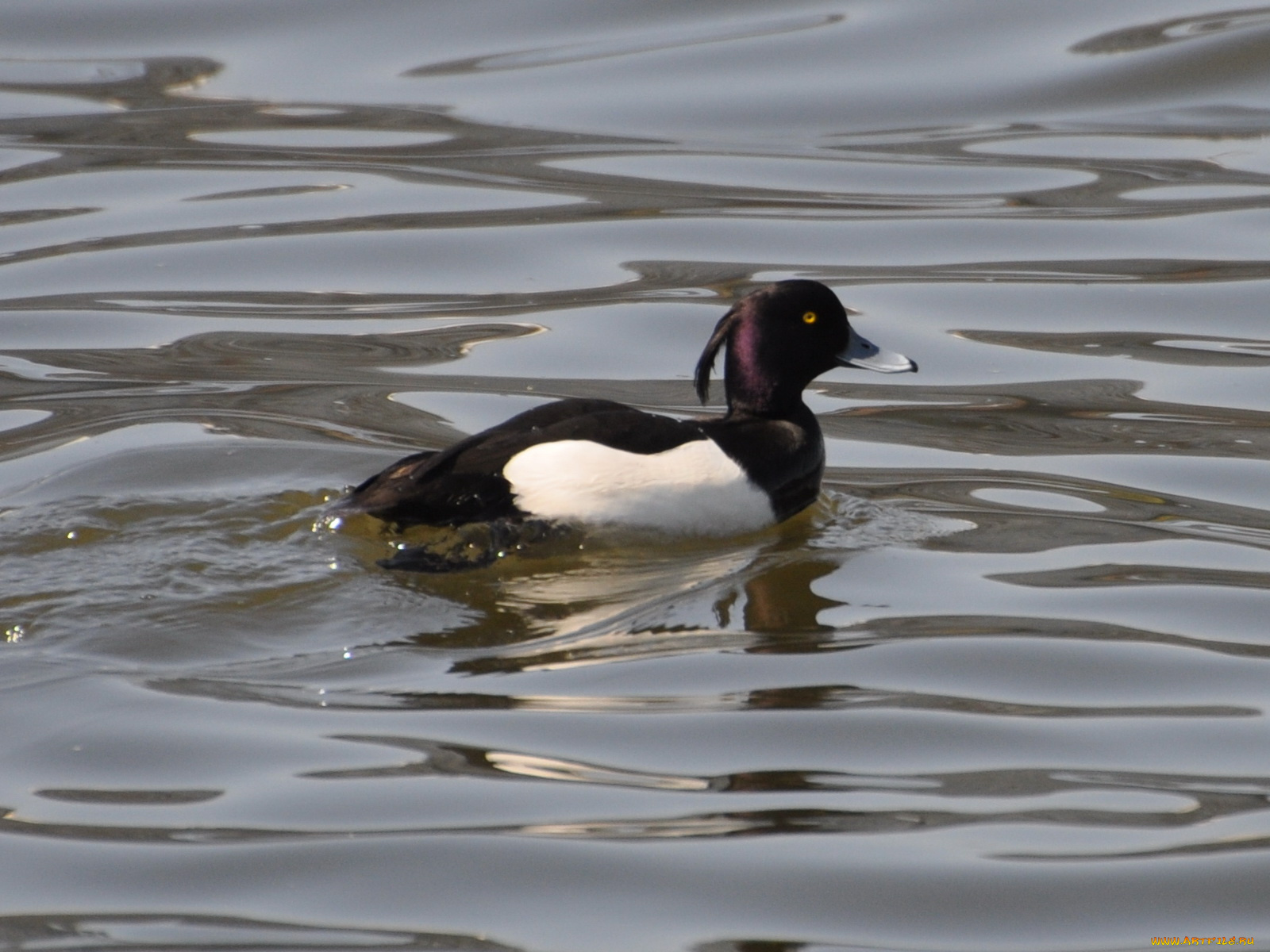 животные, утки