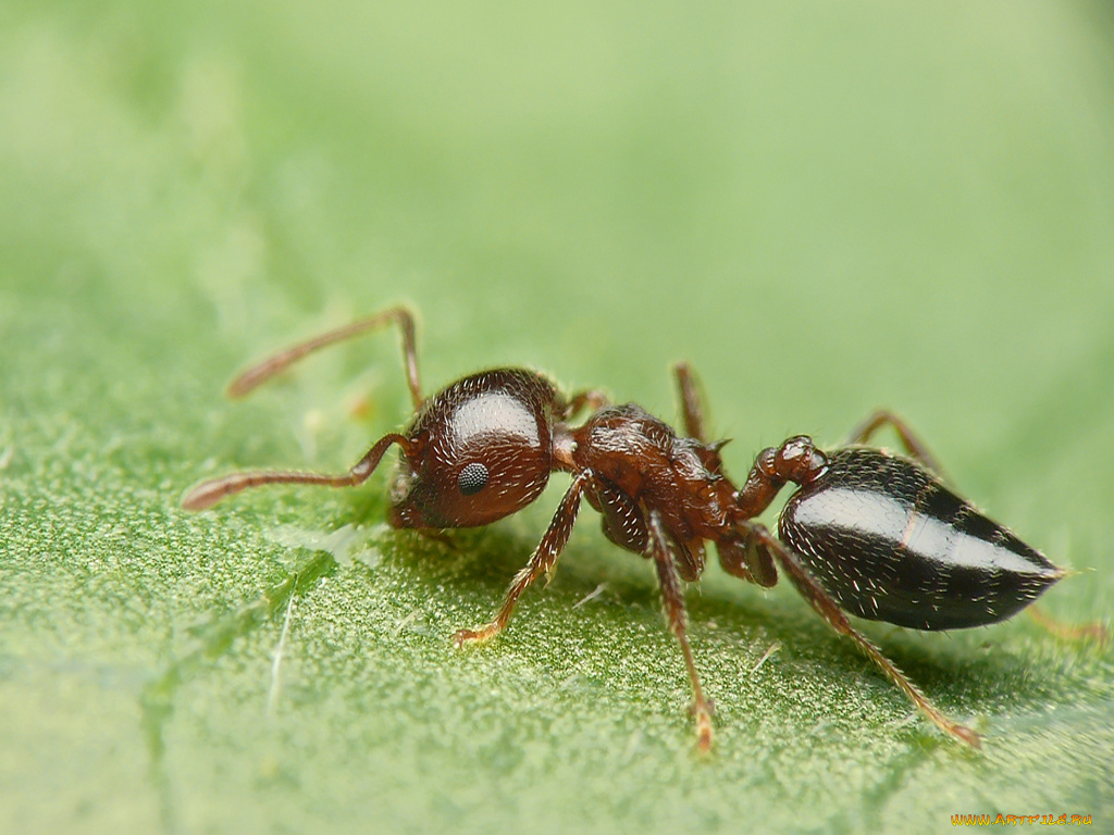животные, насекомые