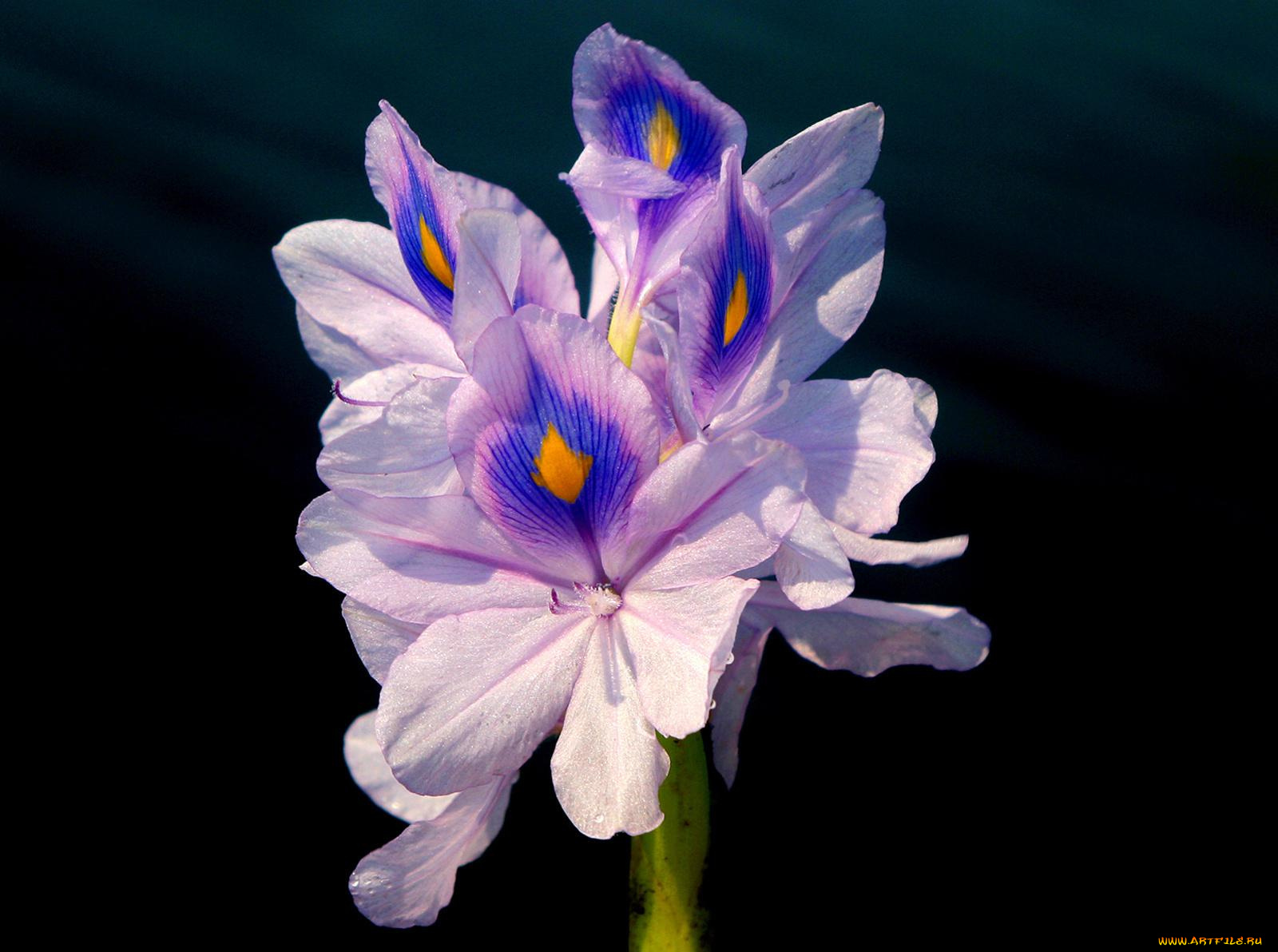 цветы, ирисы, сиреневый, лепестки