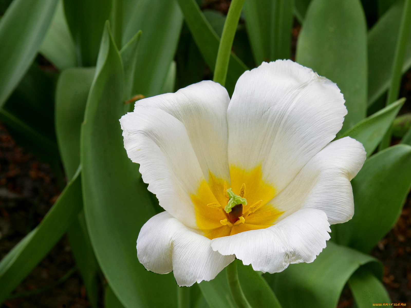 цветы, тюльпаны, листья