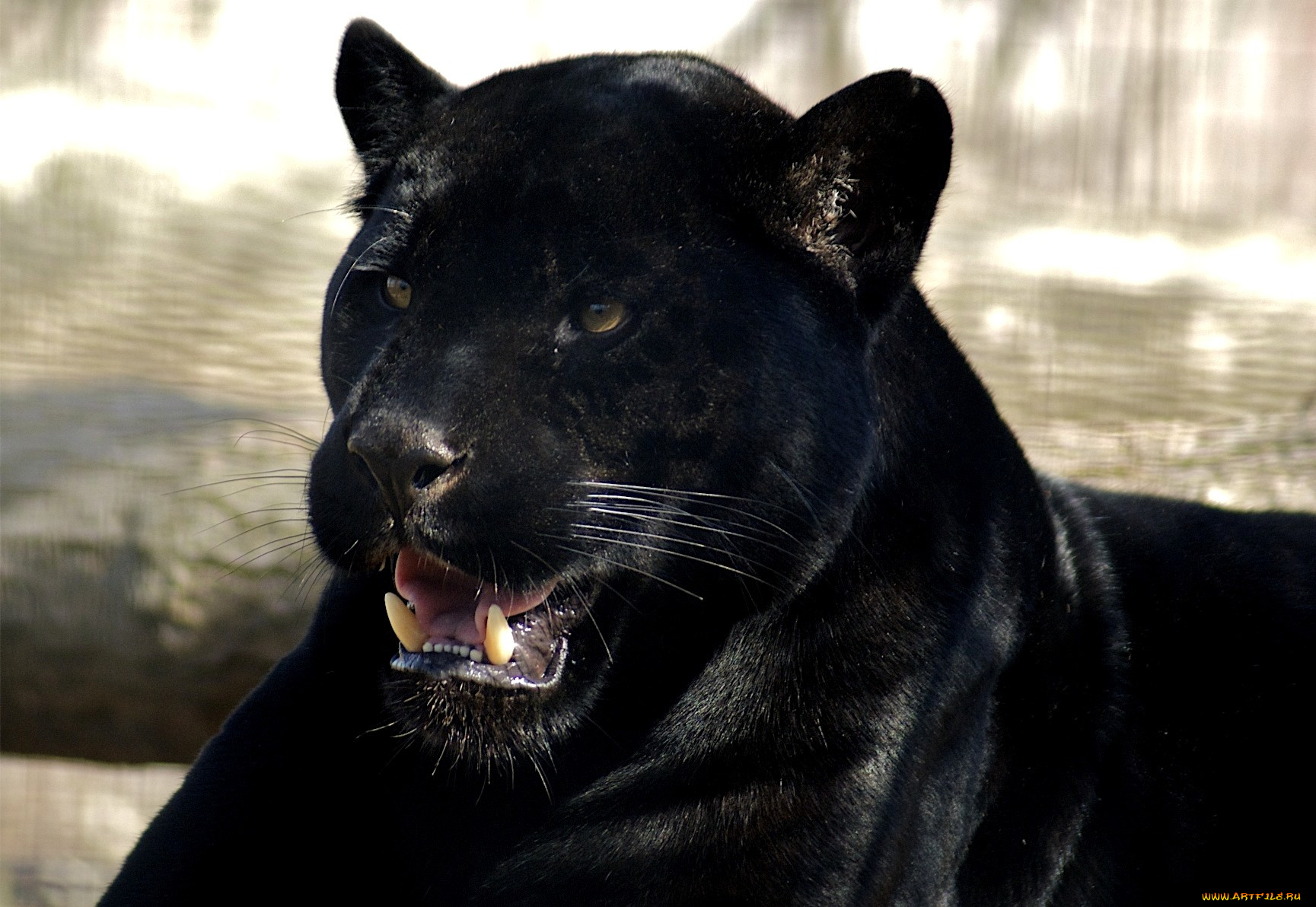 животные, пантеры, черный, хищник, рык