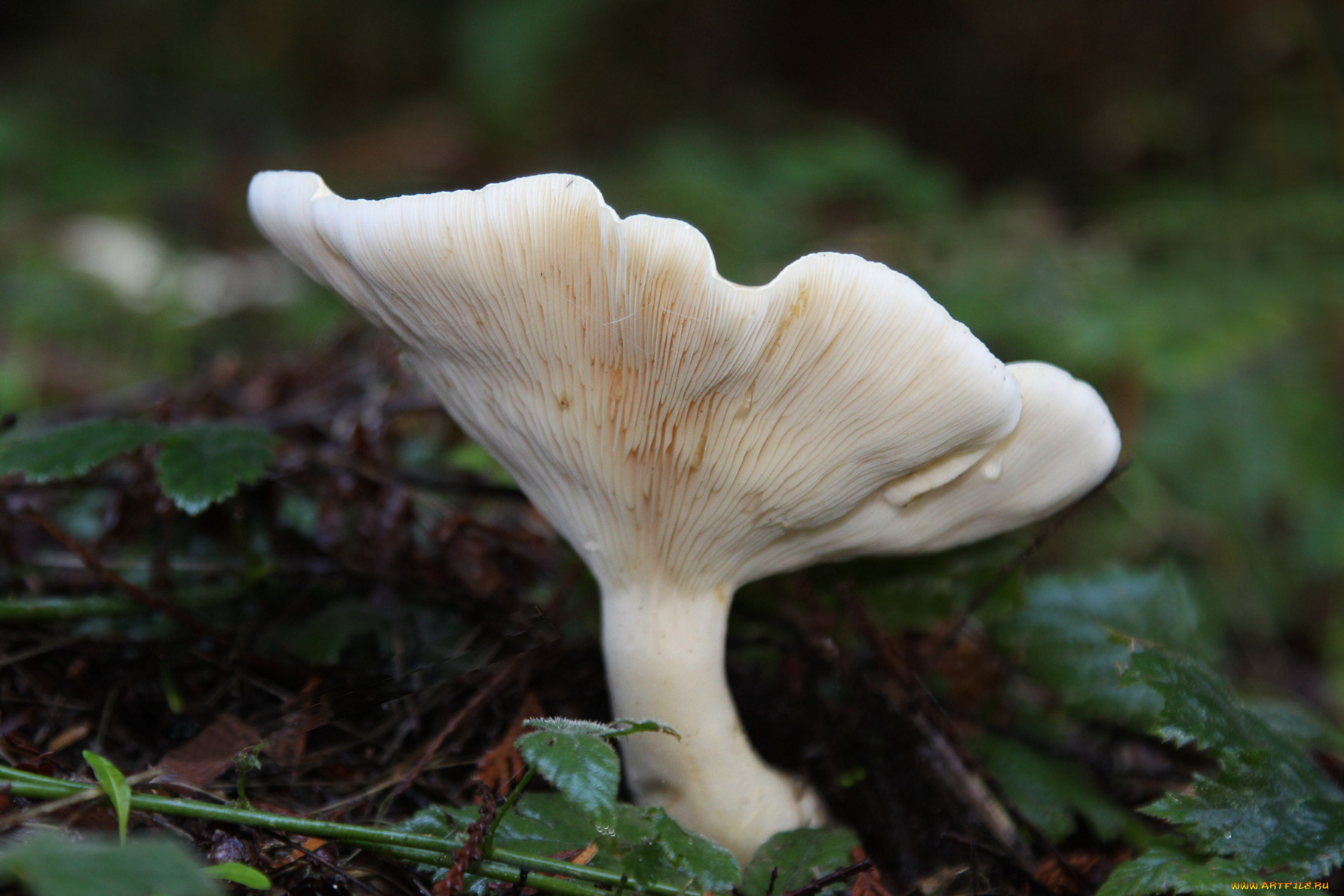 природа, грибы, листья