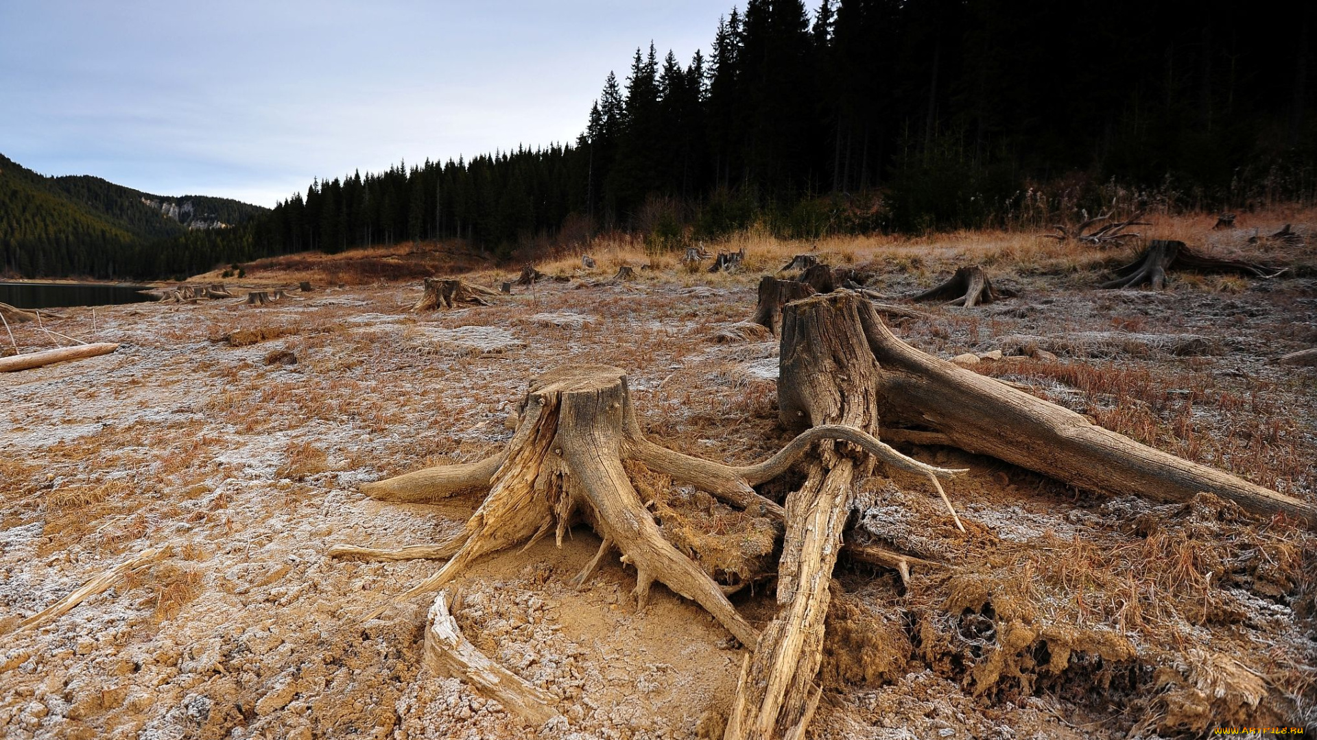 автор, ovidiu, david, природа, деревья, пень