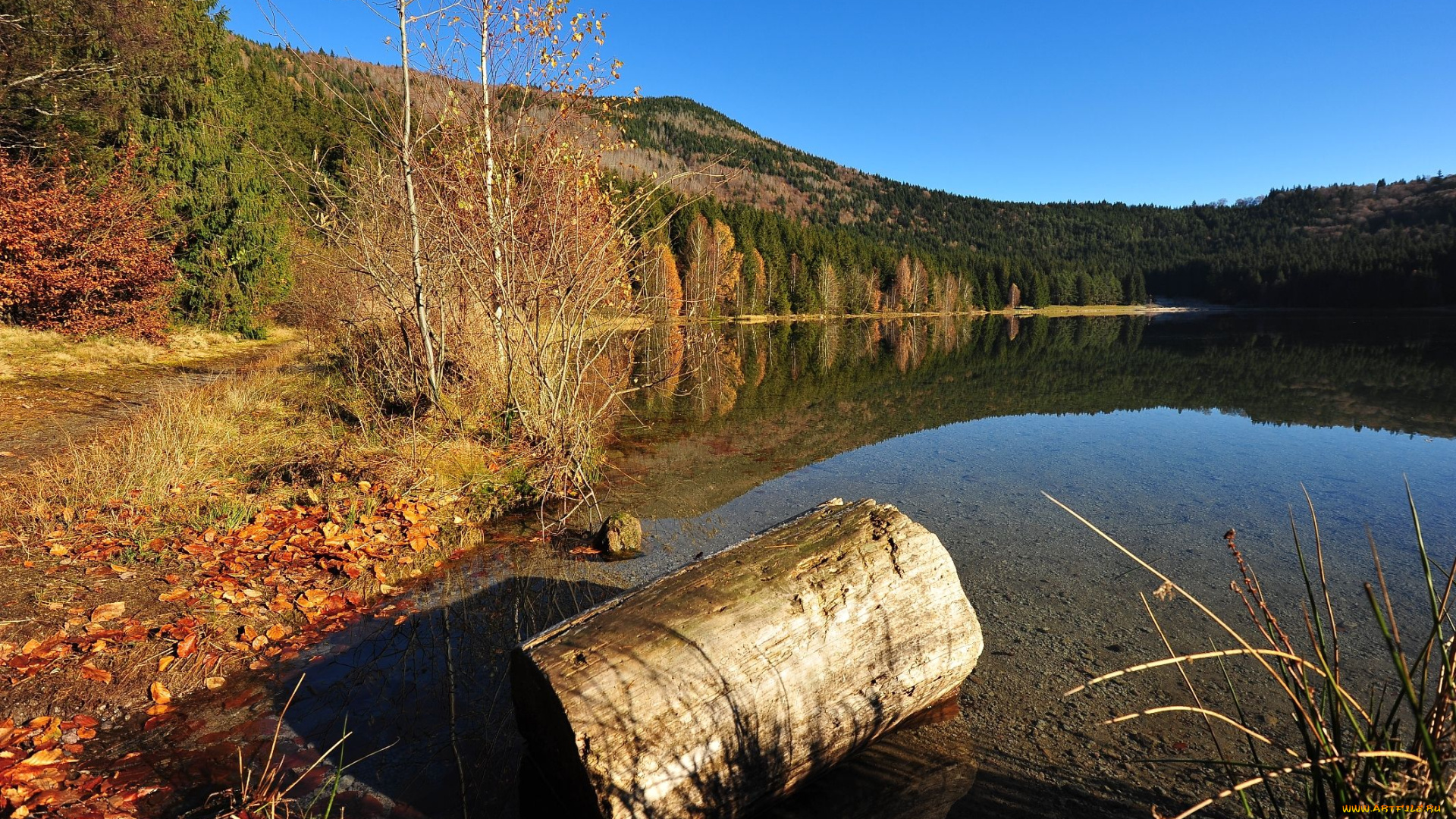 автор, ovidiu, david, природа, реки, озера, бревно, озеро