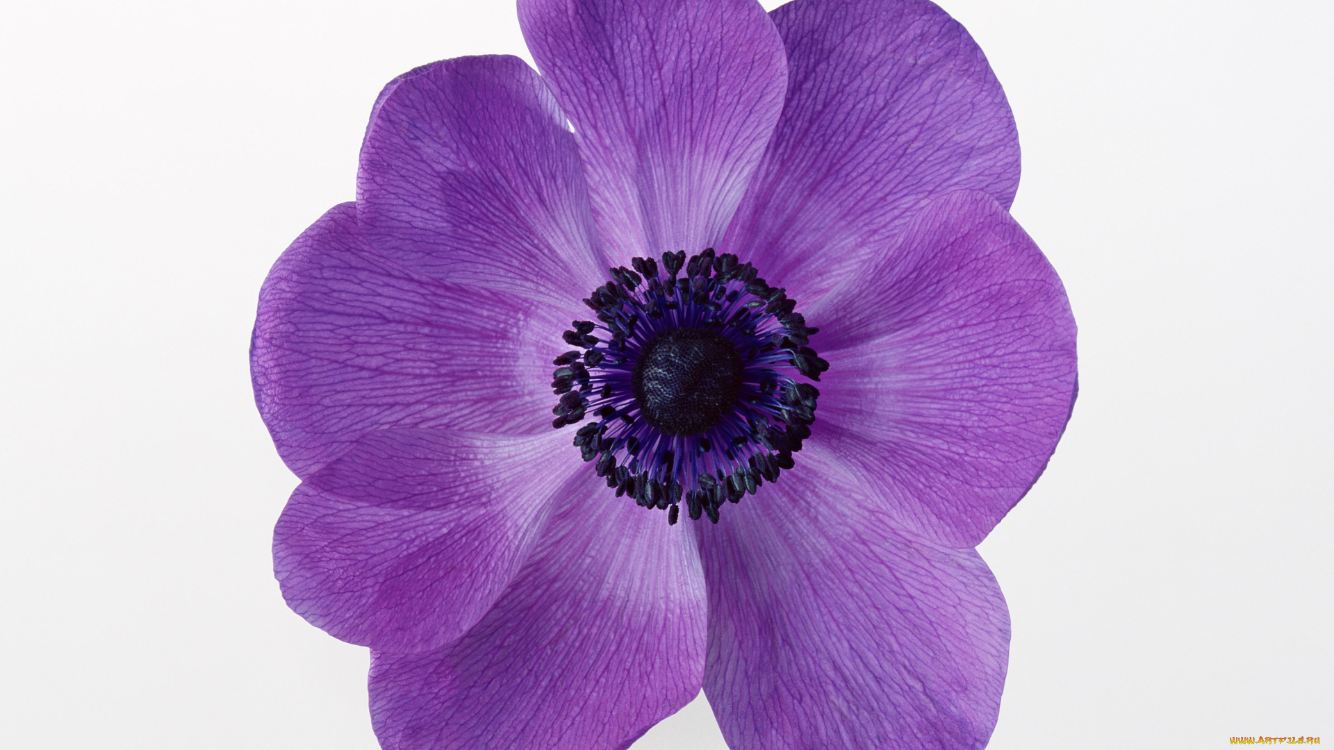 цветы, анемоны, адонисы, макро, белый, фон