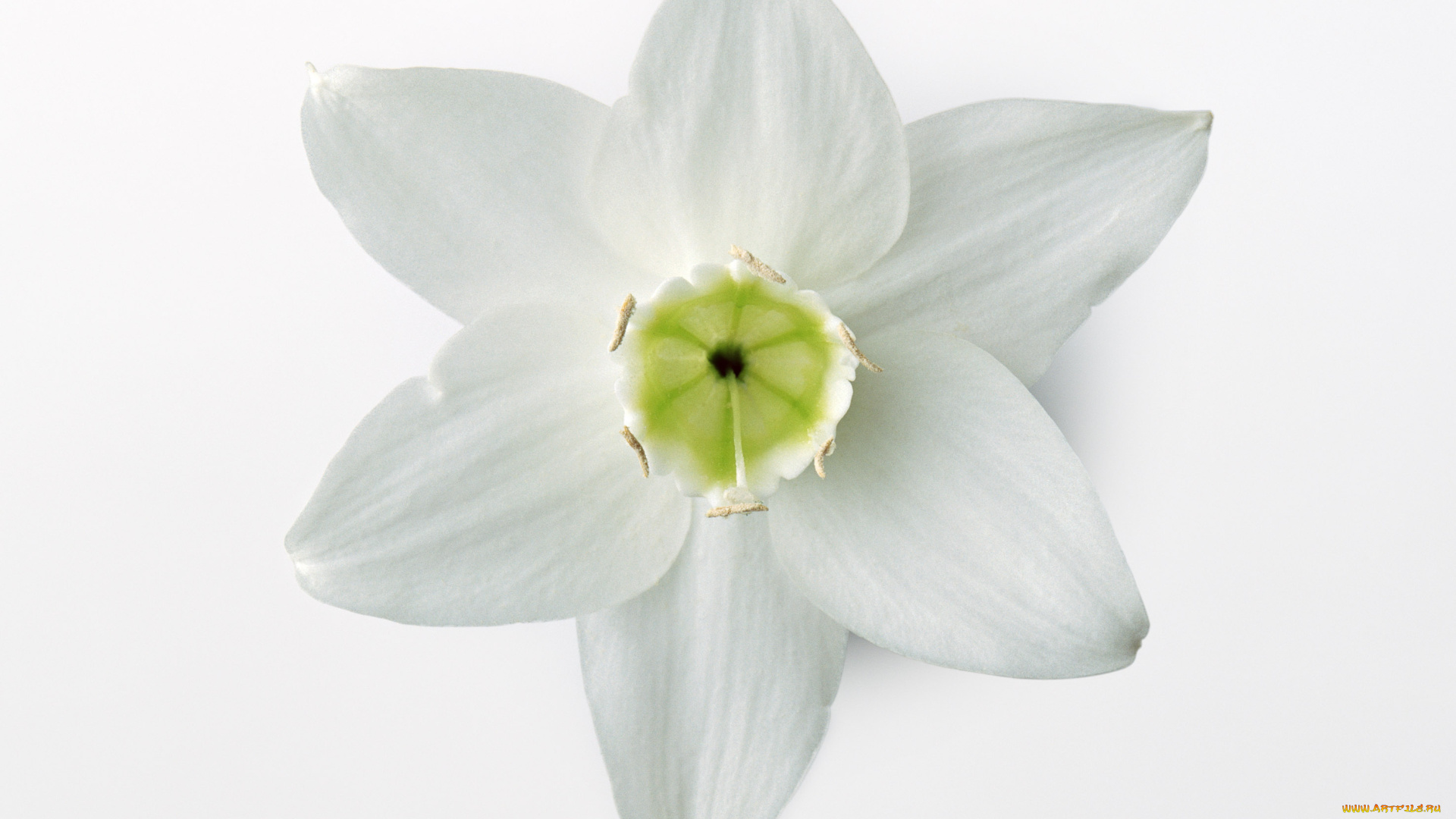 цветы, эухарис, амазонская, лилия, макро, фон, белый, лепестки