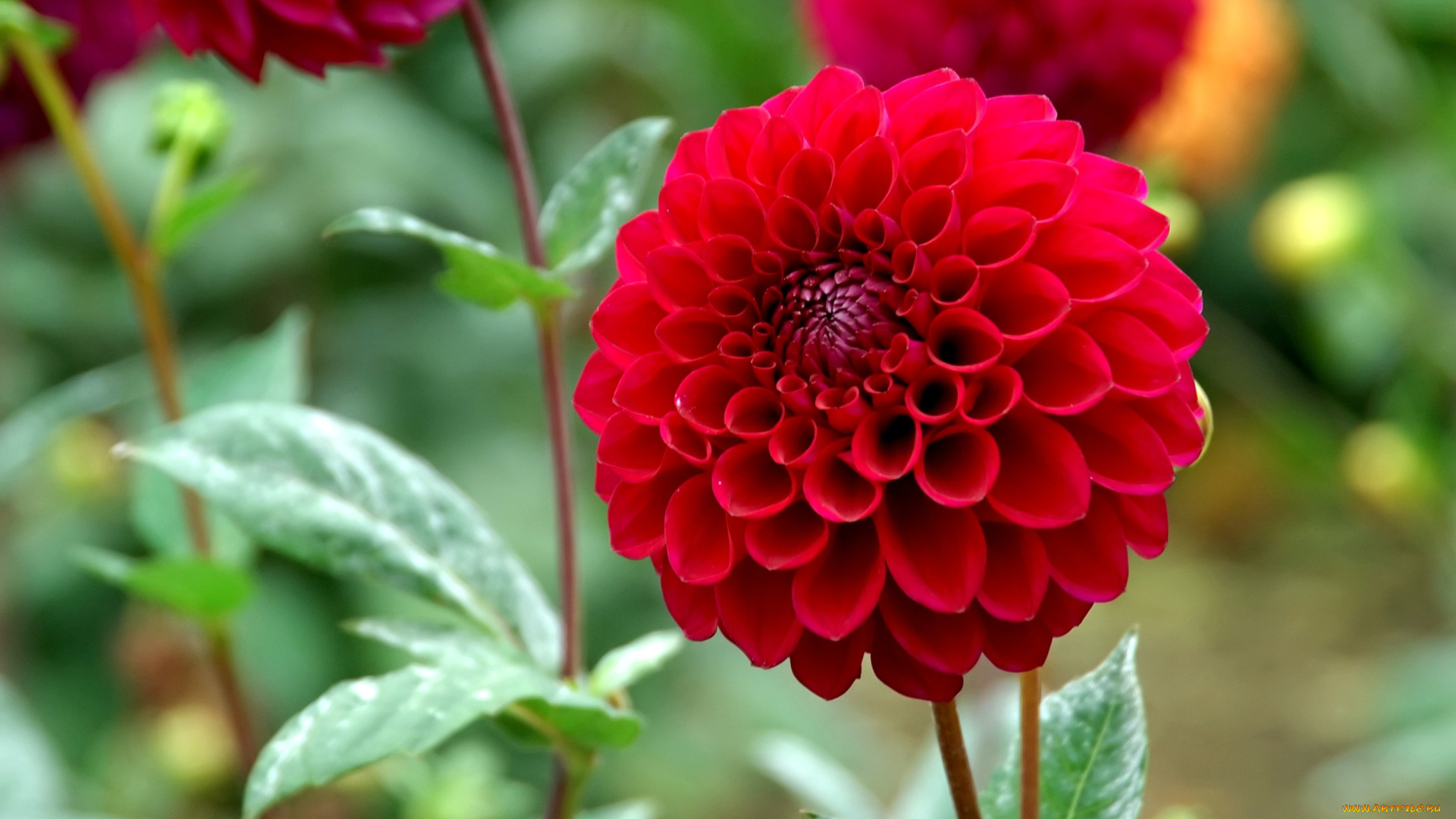 цветы, георгины, шар, круглый, красный