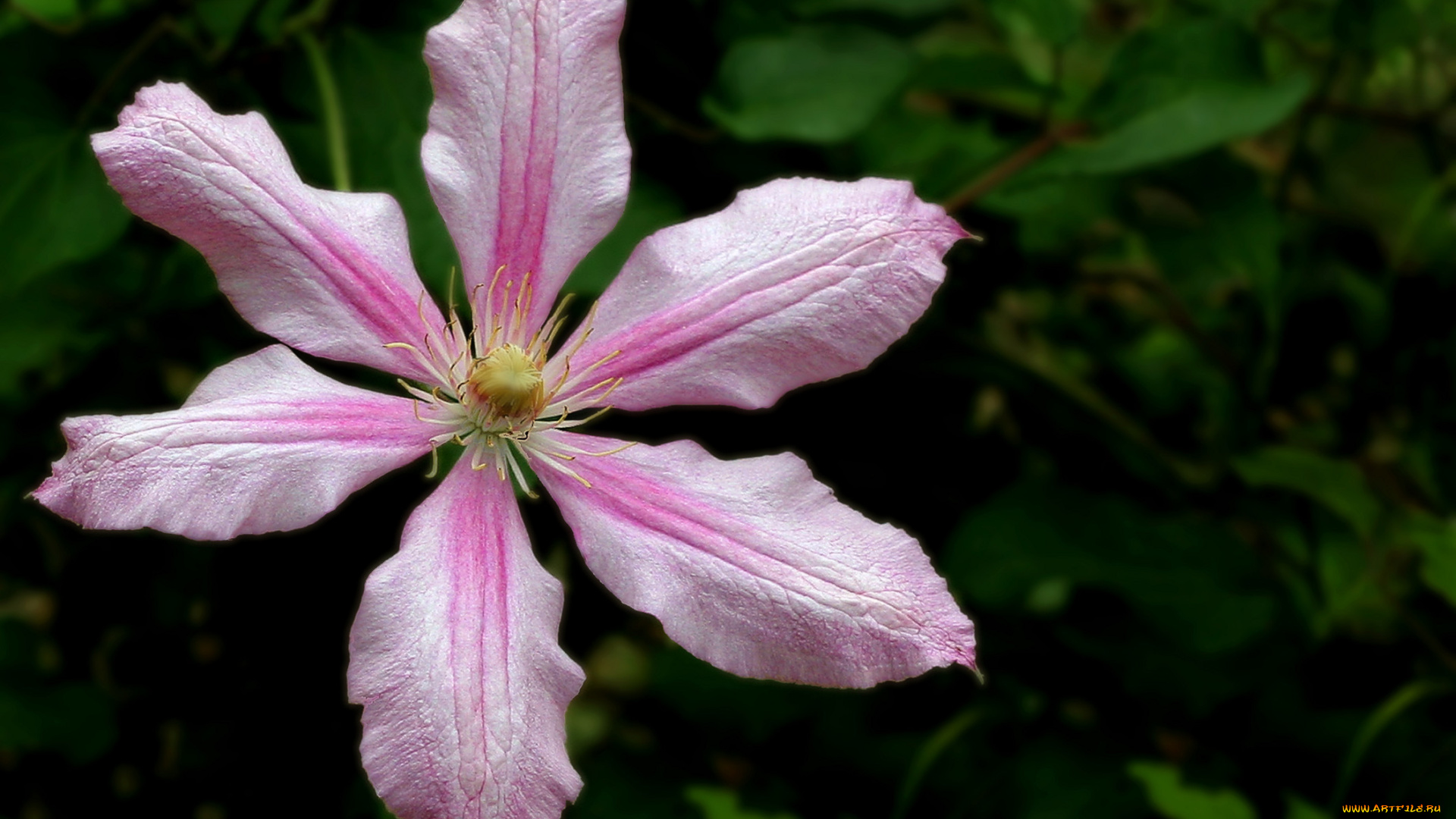 цветы, клематис, ломонос, лепестки
