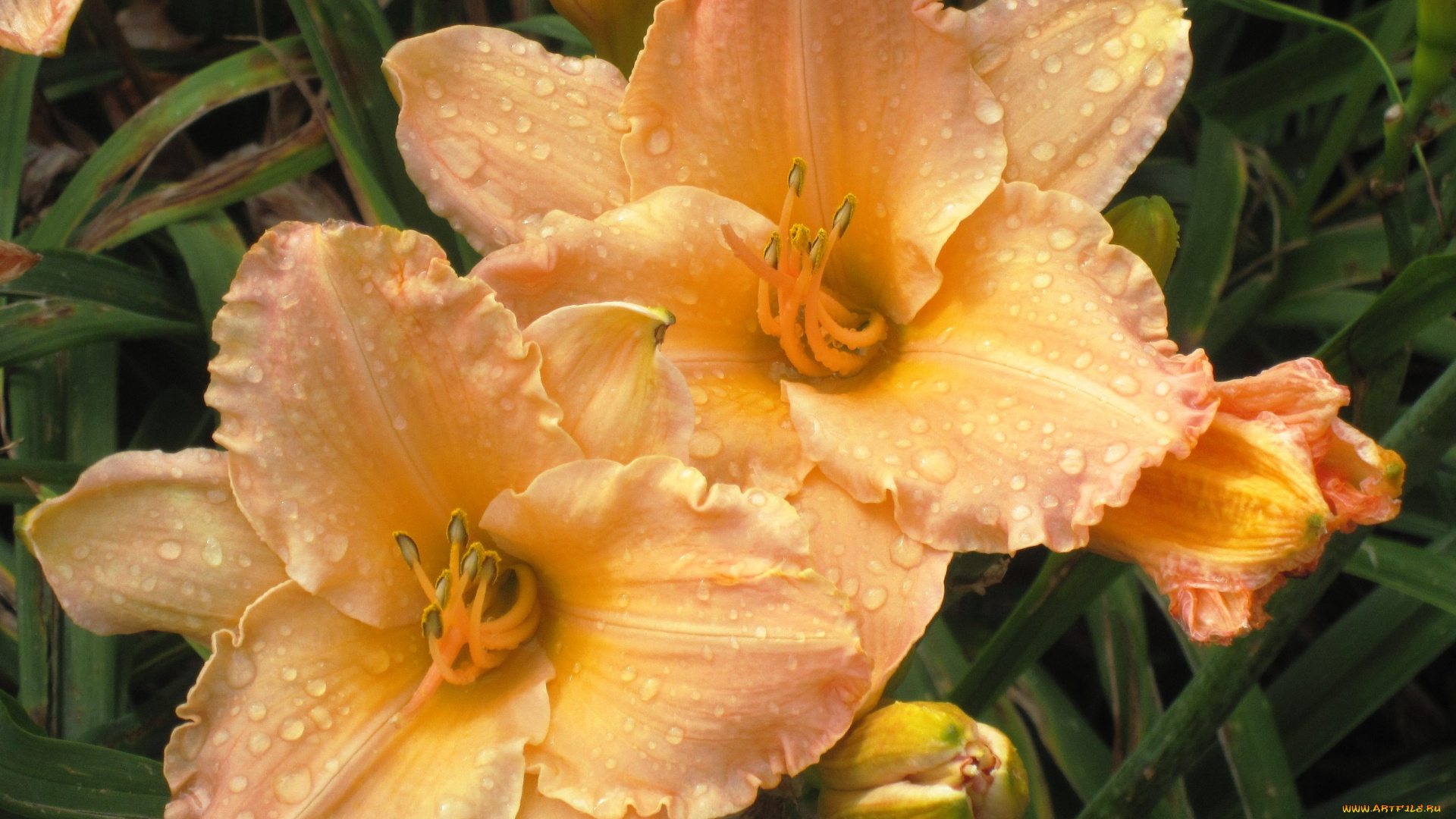 цветы, лилии, лилейники, капли, макро