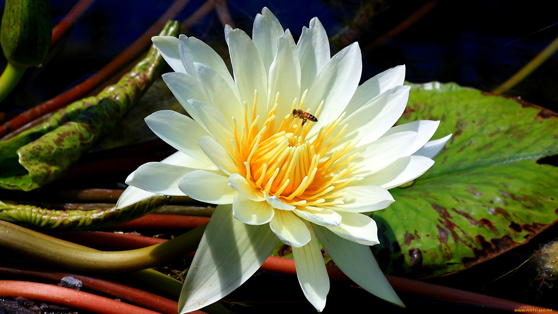 цветы, лилии, водяные, нимфеи, кувшинки, пчела, белый, стебли