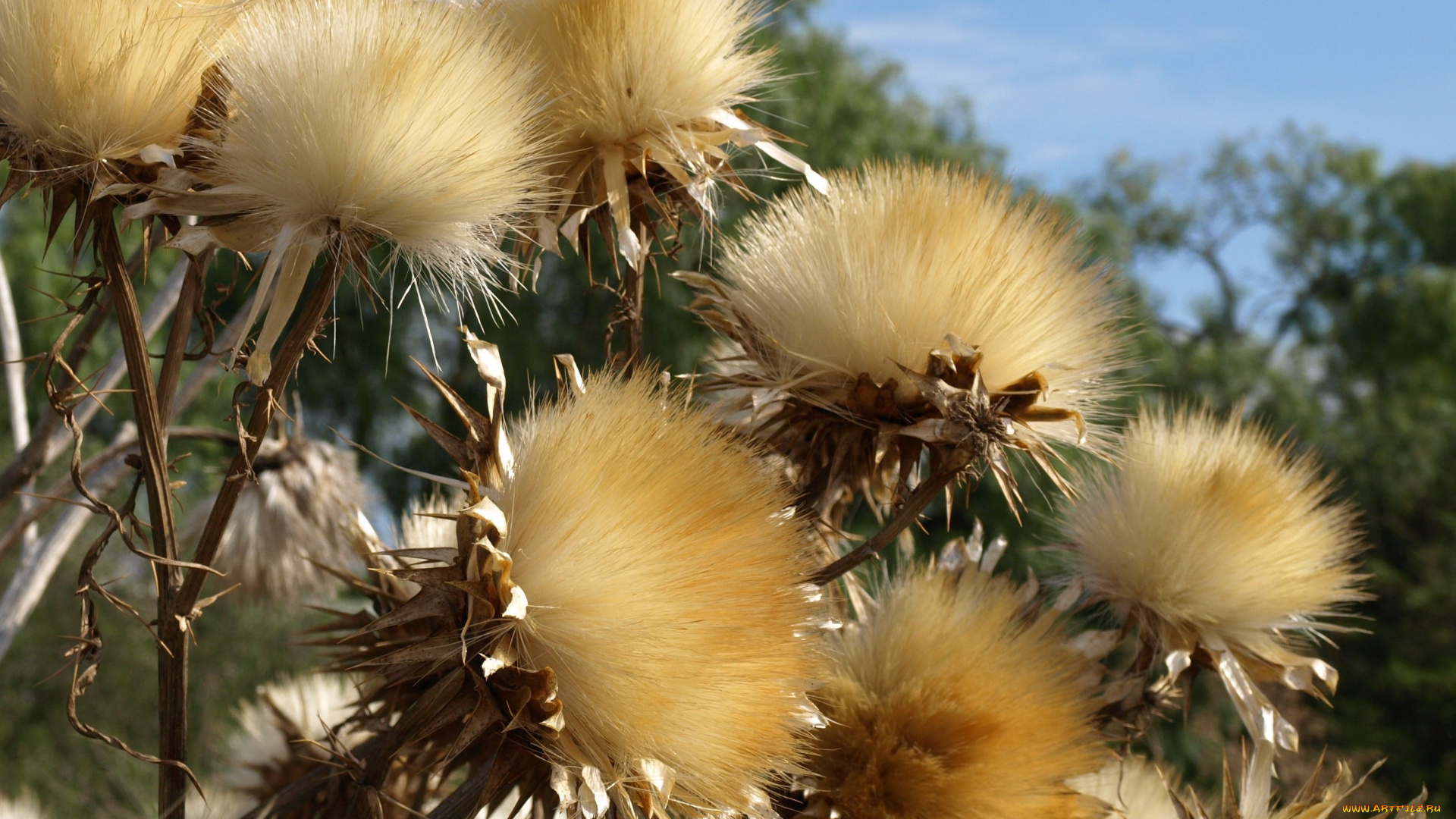 цветы, луговые, полевые, метелка