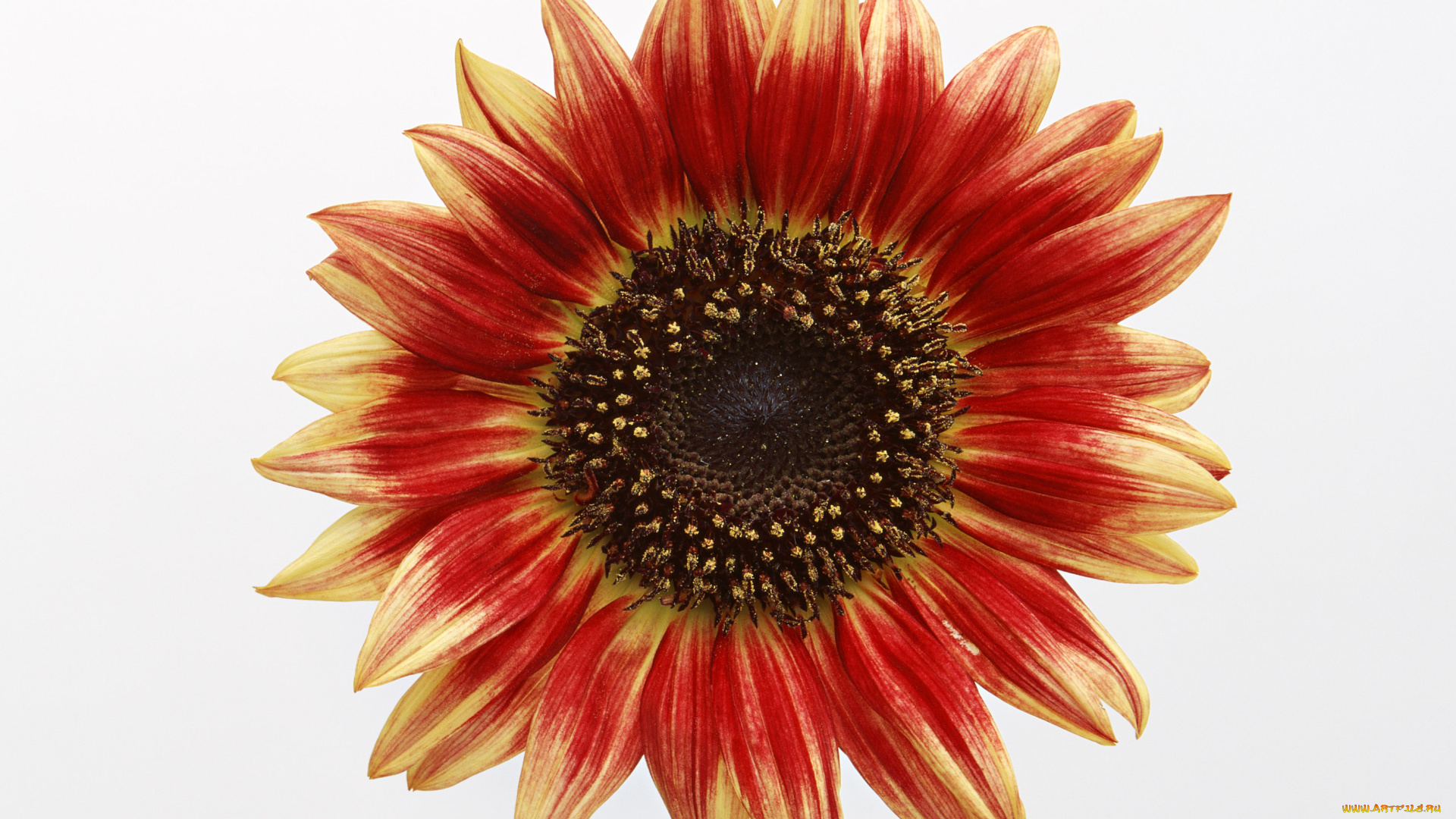 цветы, подсолнухи, белый, фон, макро, лепестки