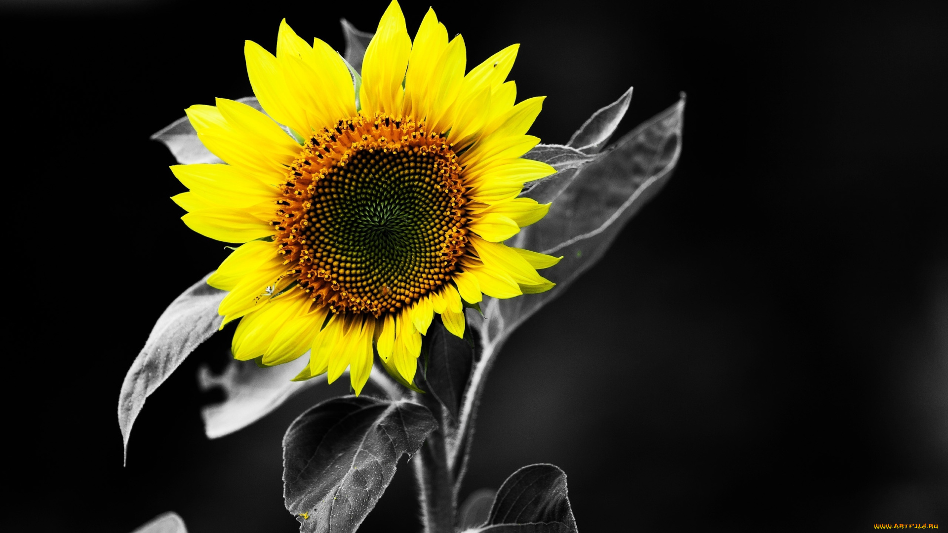 цветы, подсолнухи, макро