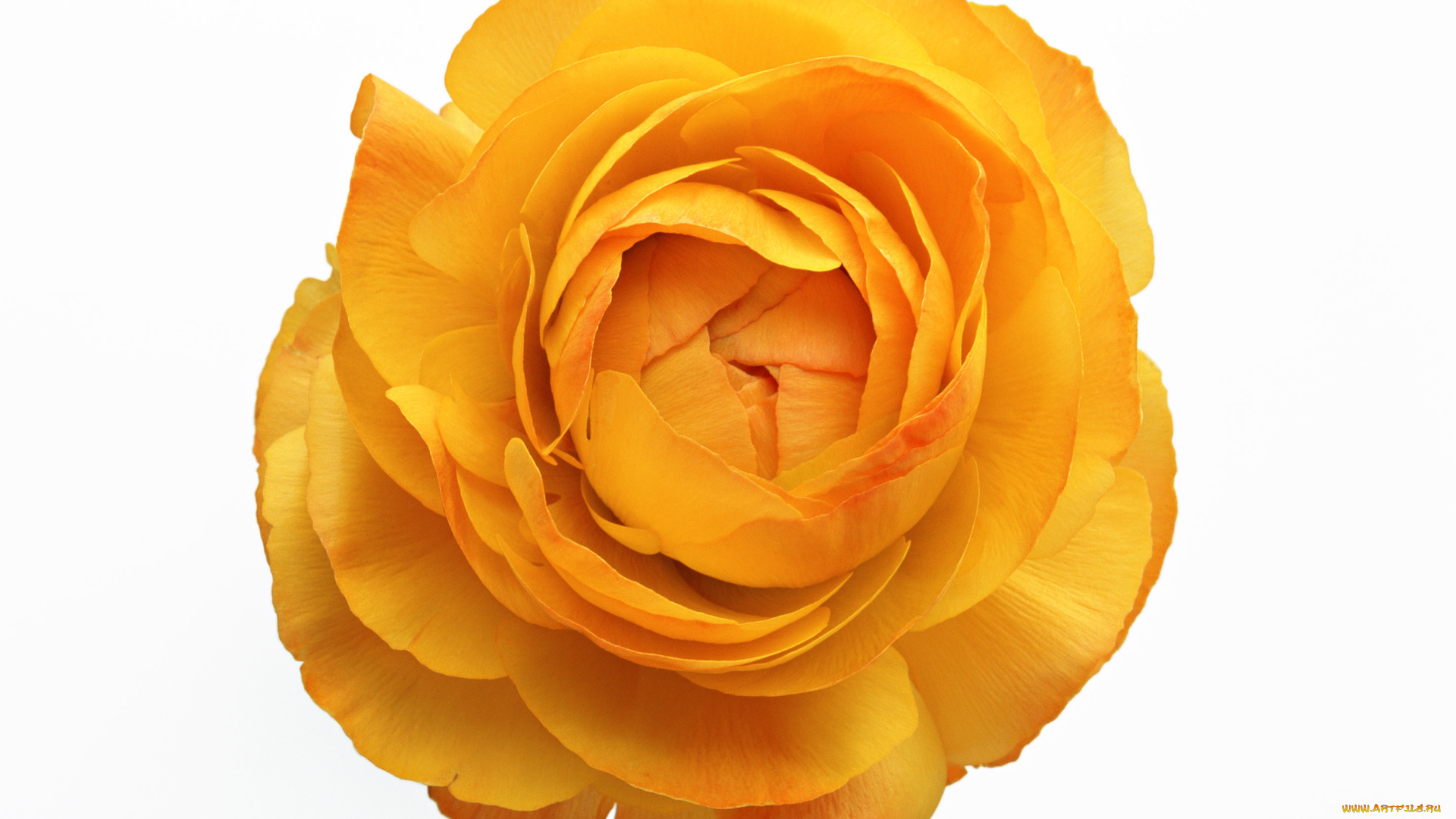 цветы, ранункулюс, азиатский, лютик, макро, белый, фон, лепестки