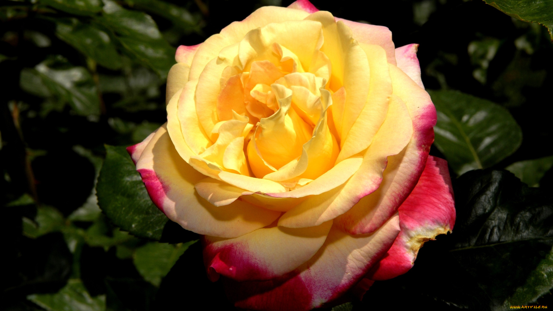 цветы, розы, большой, желто-красный