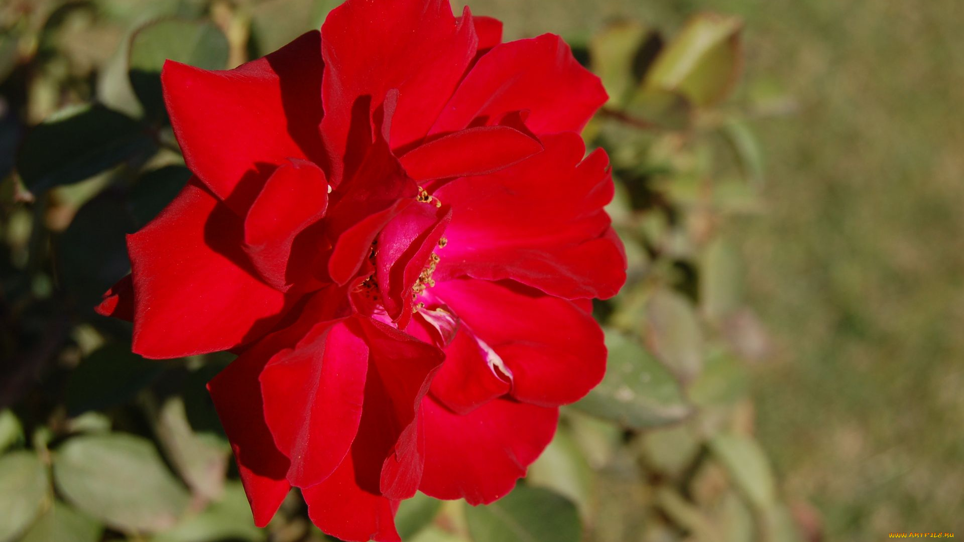 цветы, розы, rose