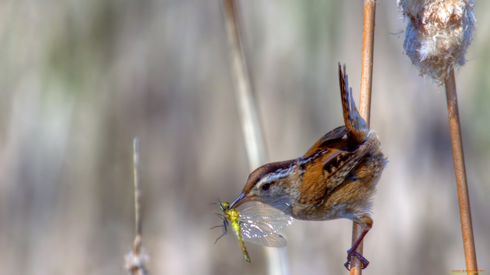 крапивник, животные, птицы, камыш, добыча, стрекоза, маленький