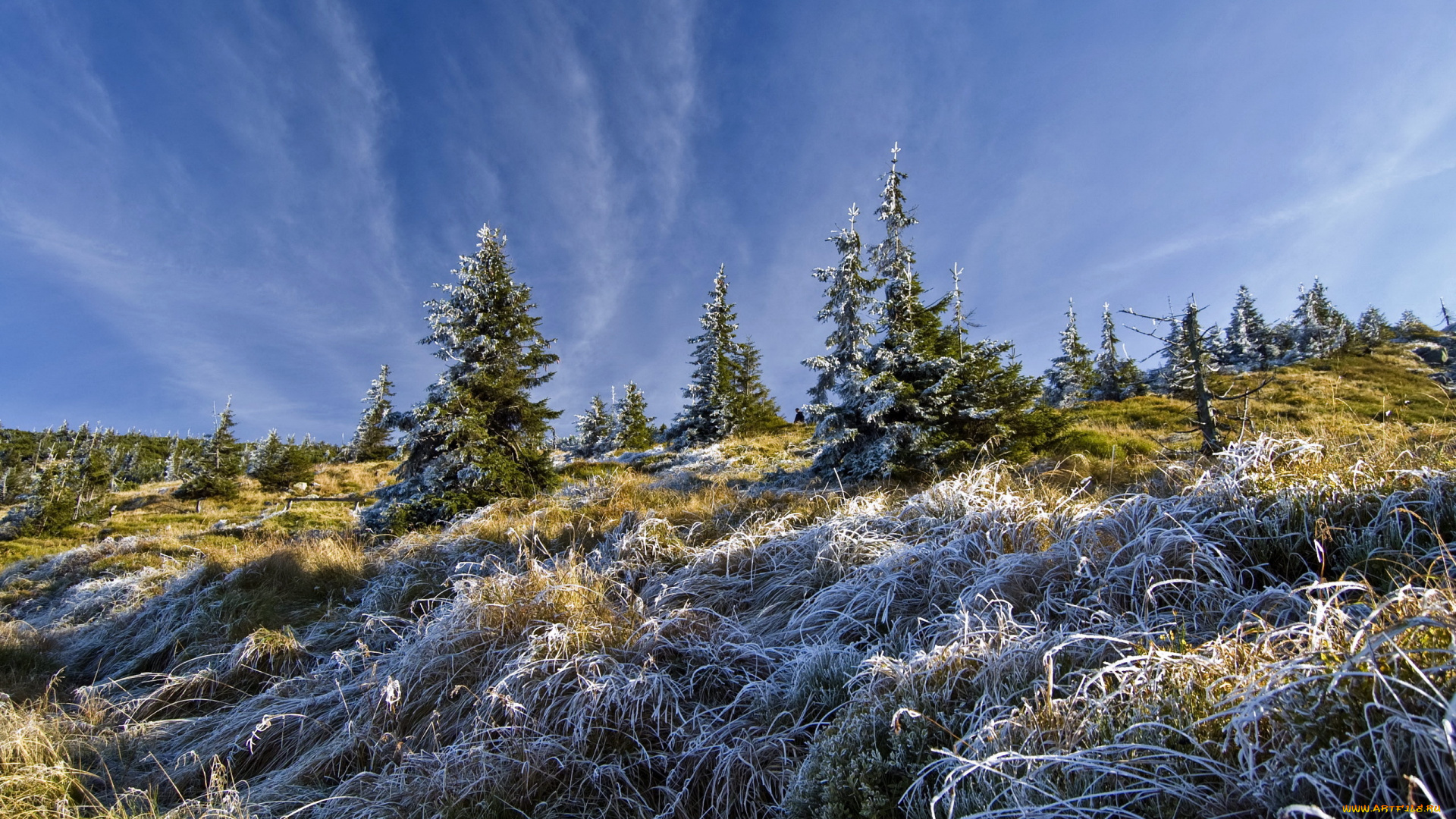 природа, деревья, иней, ели