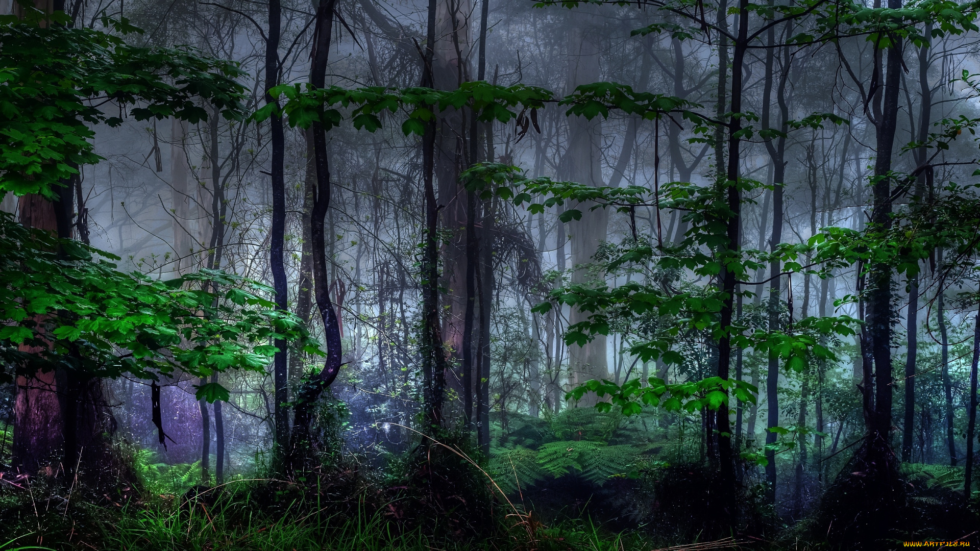 природа, лес, деревья, дымка, папоротник